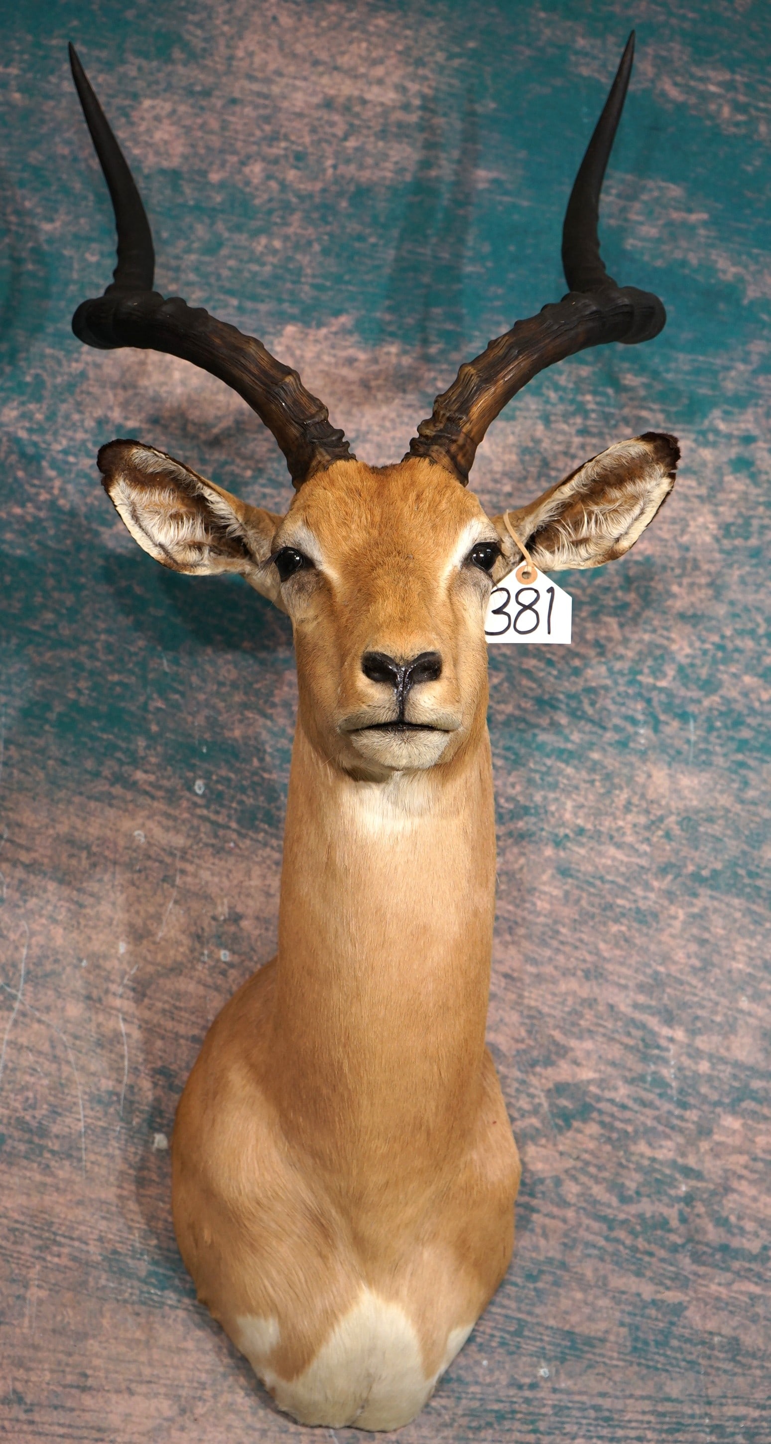 African Impala Ram Shoulder Quality Taxidermy Mount: This is a clean mount that is in mint condition. The mount shows good expression, with better than average size horns. The quality of the taxidermy grades a? solid 10.