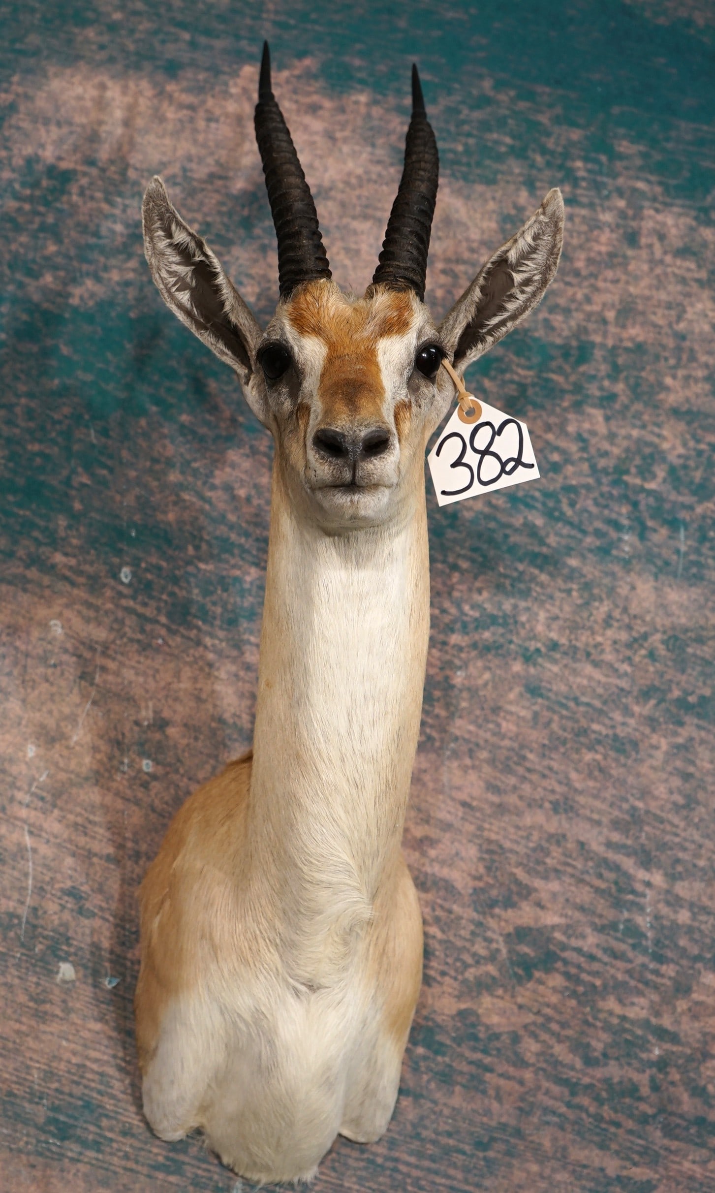 East African Thompson's Gazelle Shoulder Taxidermy Mount: This is a clean mount that is in excellent condition. This is a clean mount that is in excellent condition. This is a clean mount that is in excellent condition. This is a pretty Gazelle that is matur