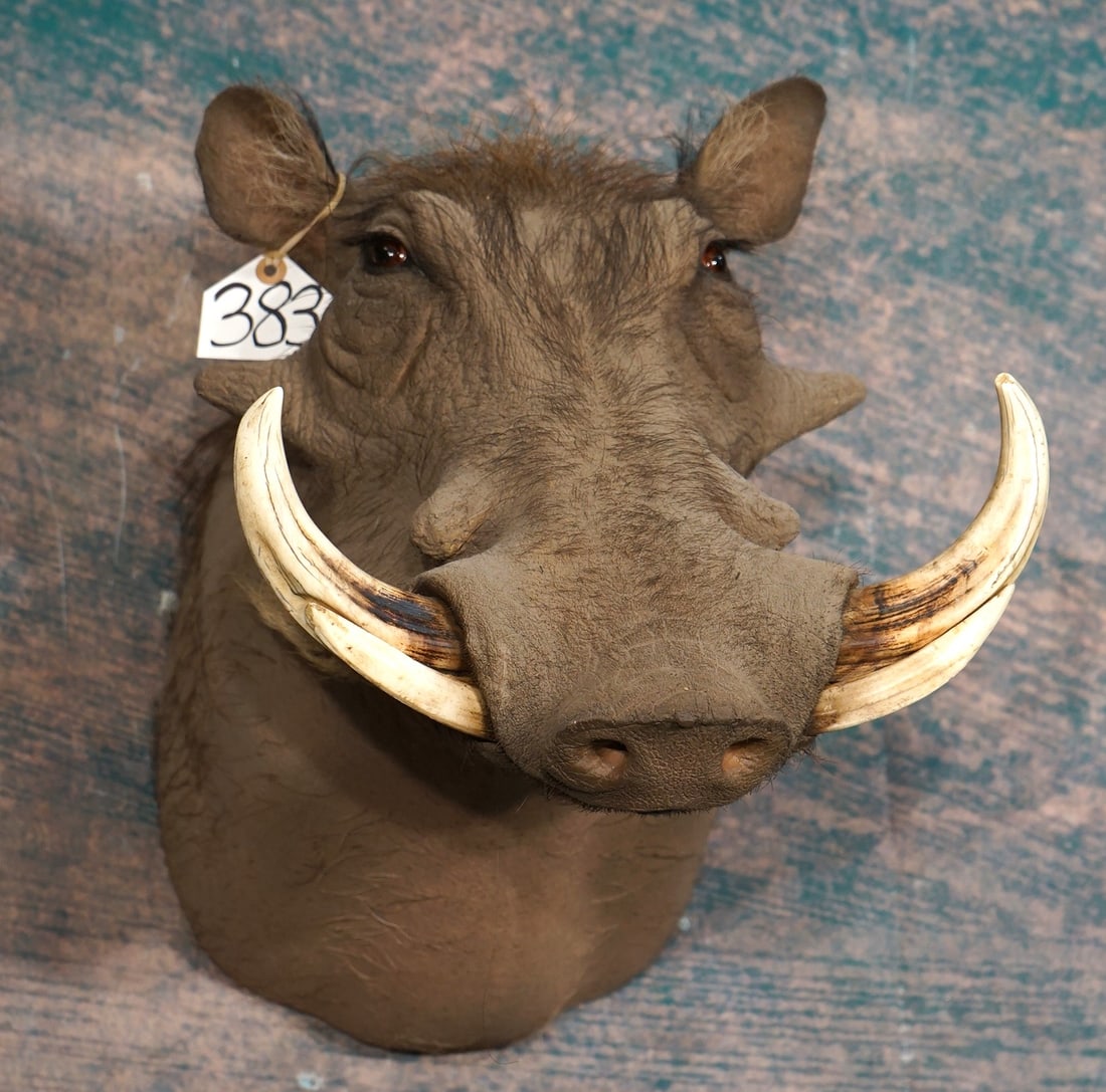 African Warthog Boar Shoulder Taxidermy Mount: This is a clean mount in mint condition. The mount is very lifelike with great detail. The taxidermy is outstanding, and this mount is a 10+.
