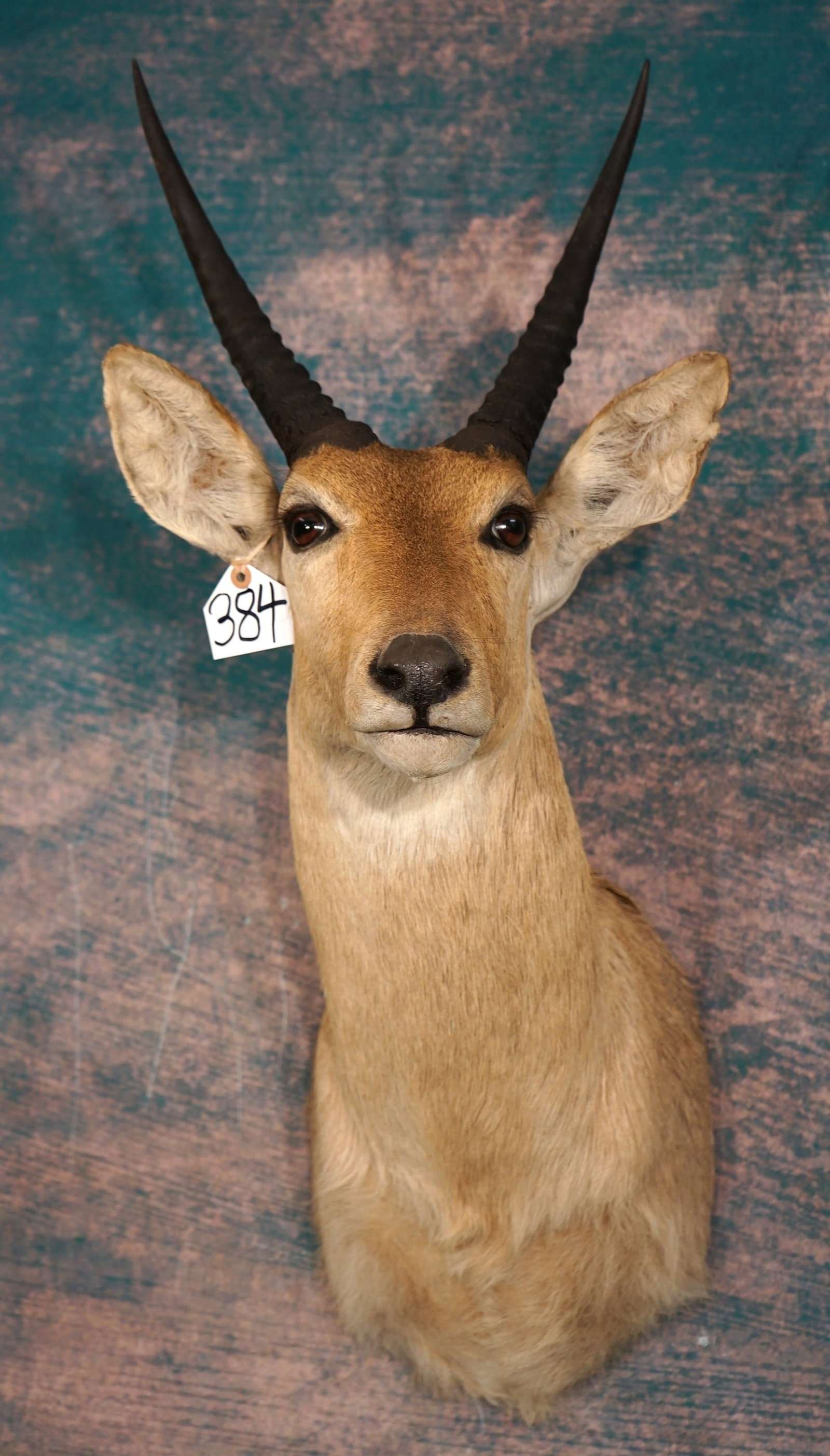 African Common Reedbuck Antelope Quality Taxidermy Shoulder Mount: This mount is clean and in mint condition. This is a Record Book Buck. The mount is very lifelike, with outstanding taxidermy. This mount is a solid 10.