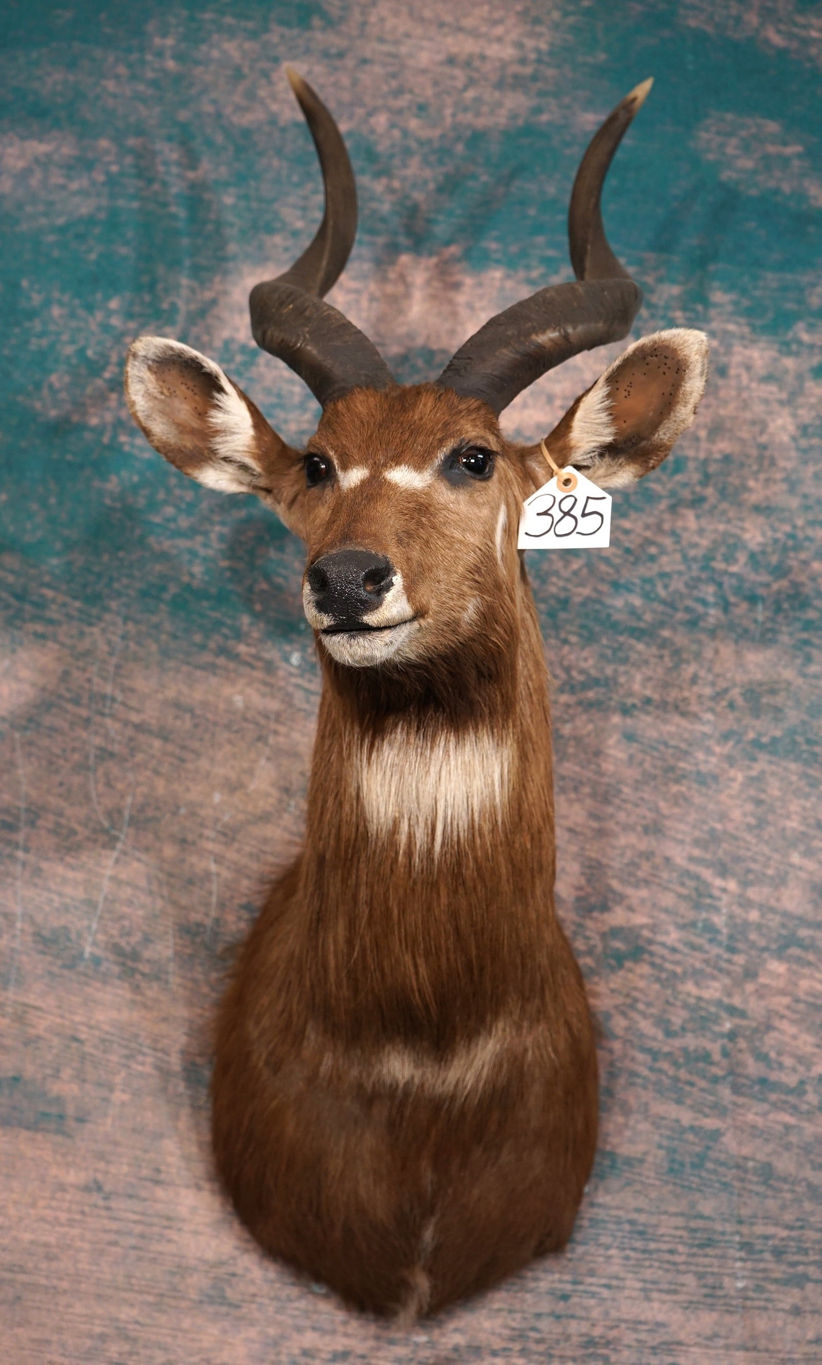 African Zambezi Sitatunga Swamp Antelope Shoulder Quality Taxidermy Mount (1 of 4)