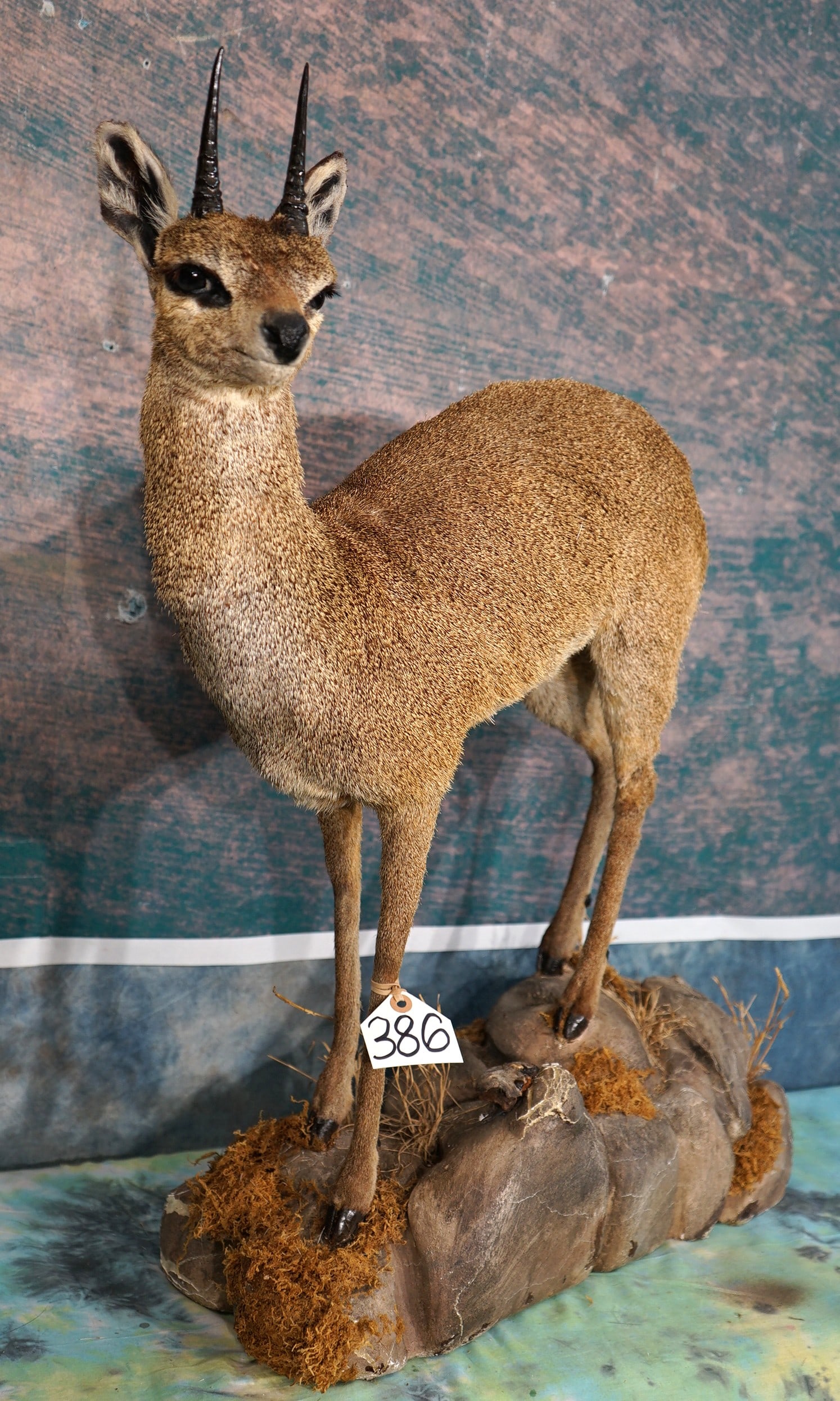 African Klipspringer Pygmy Antelope Full Body Taxidermy Mount: This mount is clean and in excellent condition. This is a mature Buck. The mount is lifelike with a good natural pose. The quality of the taxidermy grades a high 9.5.