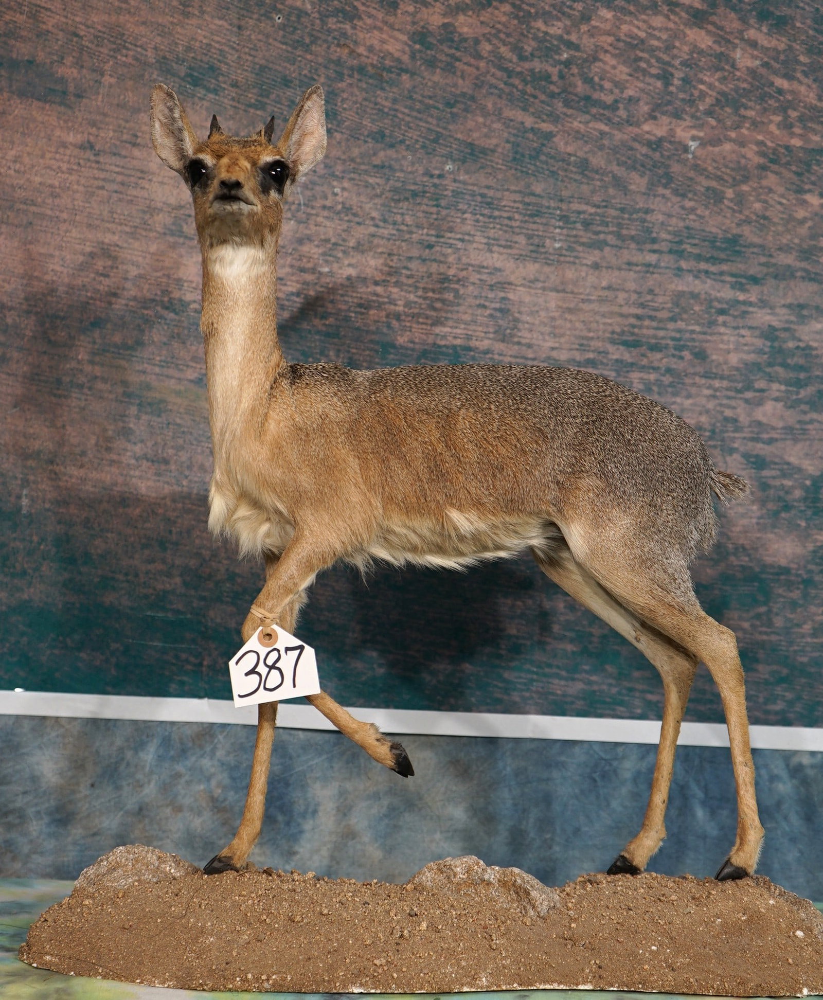 East African Kirk Dik-Dik Pygmy Antelope Full Body Taxidermy Mount in Natural Habitat: This mount is clean and in mint-like condition. The mount has a good size set of horns and great detail. This very lifelike mount has outstanding taxidermy quality, and this mount grades a perfect 10.