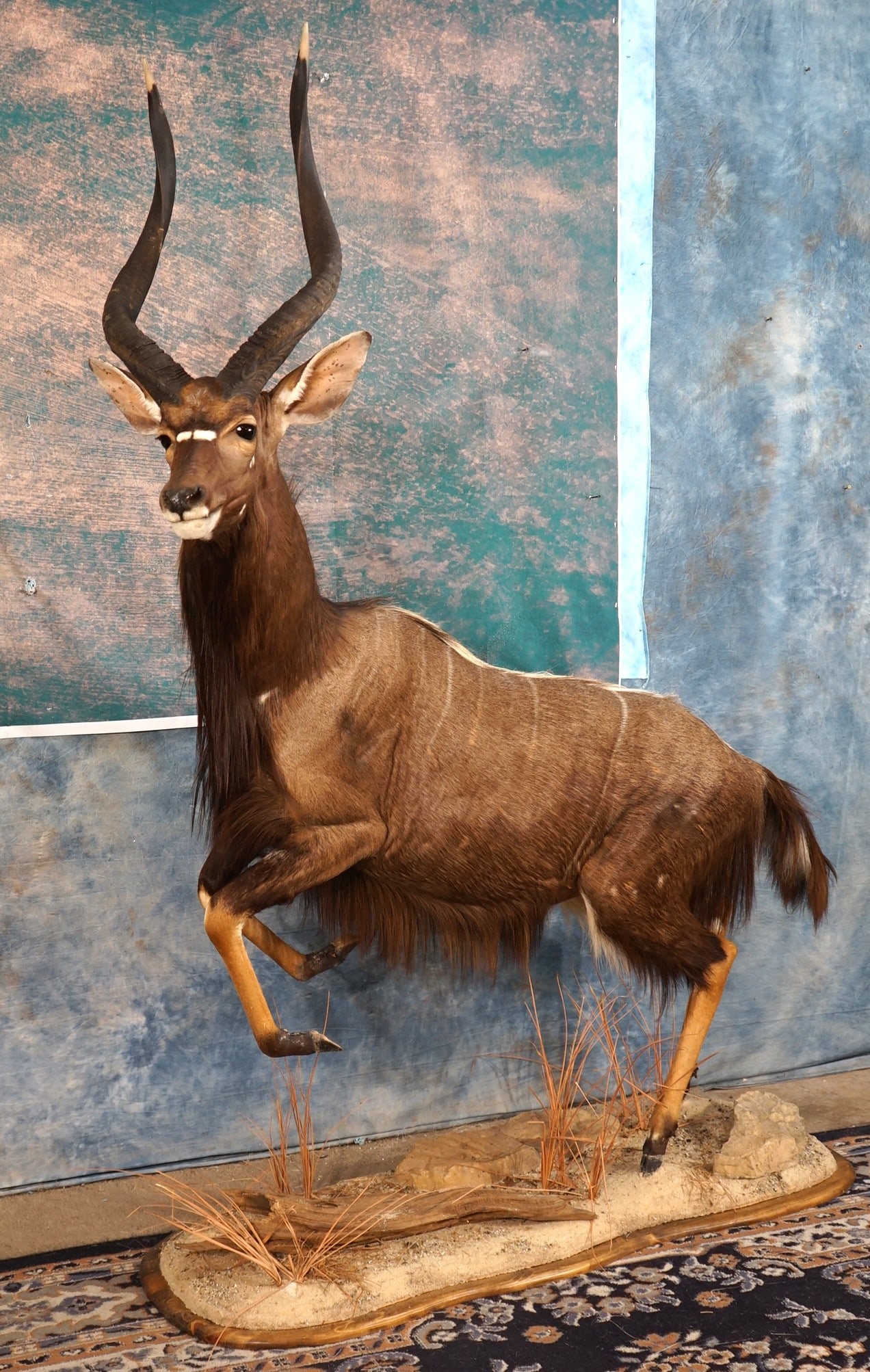 African Southern Nyala Antelope Full Body Taxidermy Mount: This mount is clean, and it is mint-like condition. The Southern Nyala gets our vote for the most beautiful Antelope in the world. The taxidermy is outstanding, and this mount is very lifelike. The Ny
