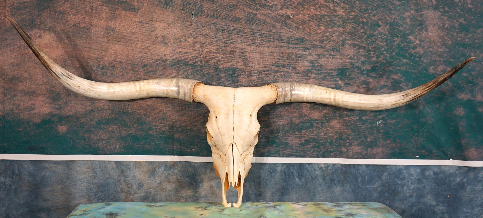 Very Nice Longhorn Skull Taxidermy (1 of 2)