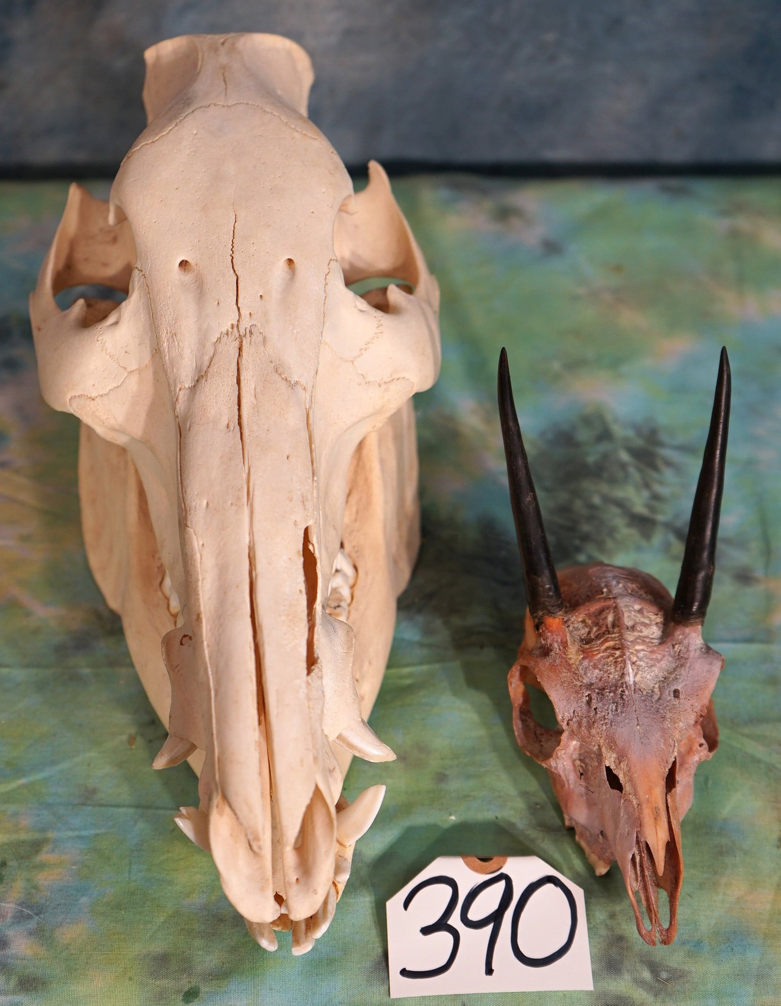 African Bushpig Complete Skull & Stienbuck Top Part of Skull Taxidermy: The Bushpig is missing 5 or 6 top part of skull. The Bushpig is missing 5 or 6 small teeth and the Stienbuck needs more bleaching out. Other than these problems, these skull are good.