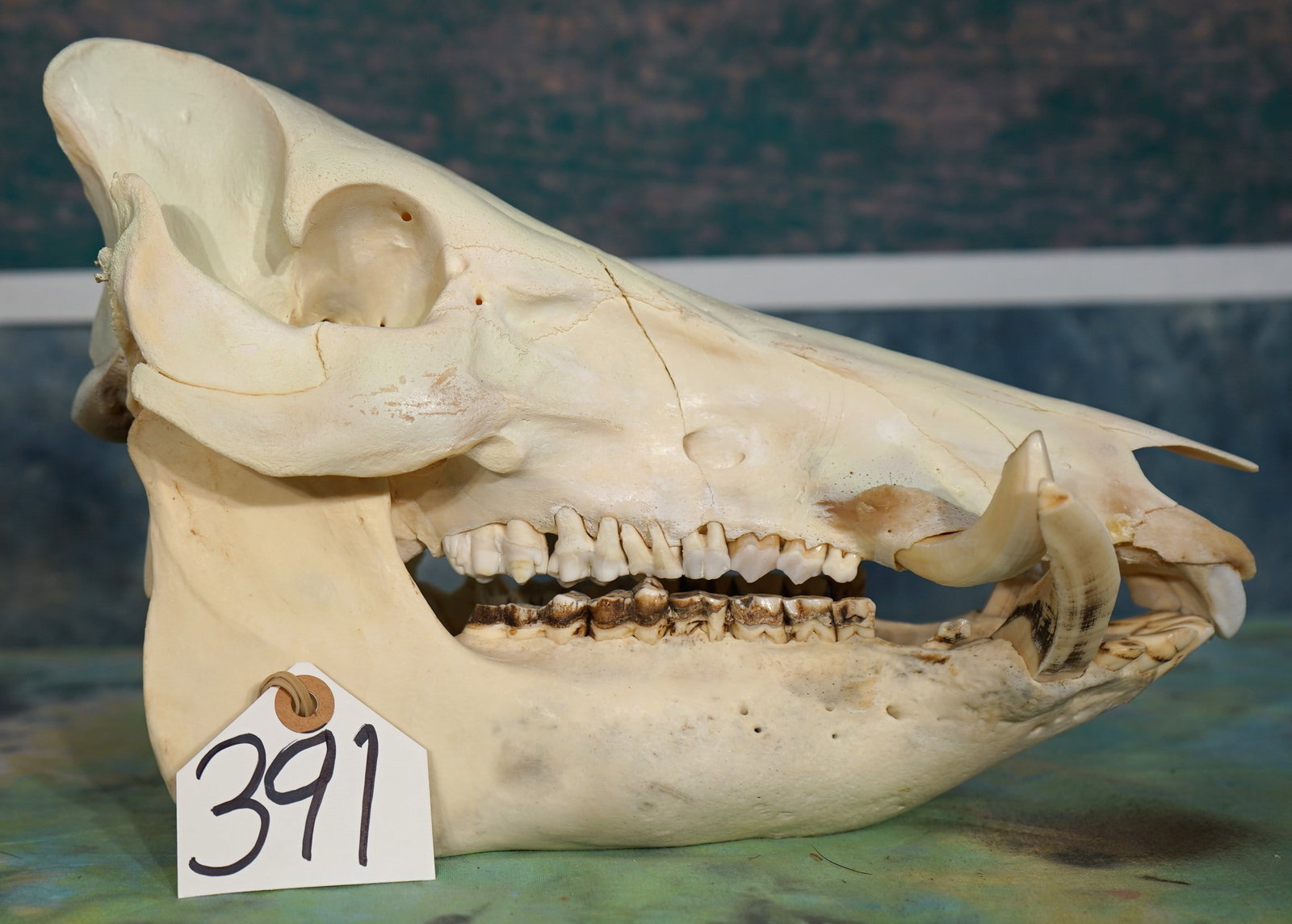 Complete Wild Boar Skull Taxidermy: This skull is clean and in very good condition. One side of the jaw has a bullet that's not too big. The bullet did not exit, so its just one hole. All the teeth and tusk are present.