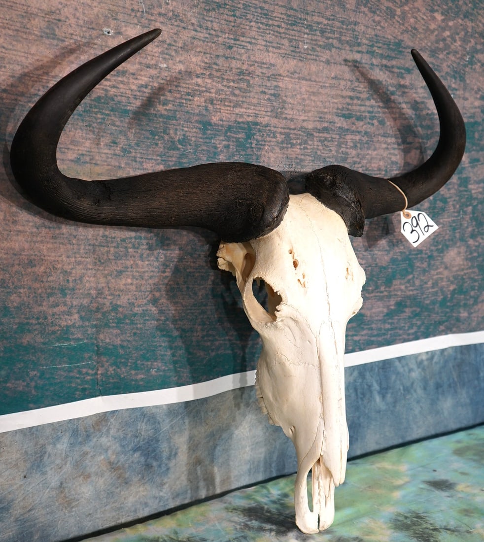 Blue Wildebeest Skull Taxidermy: This skull is clean and it is in excellent condition. This is a trophy size Bull.