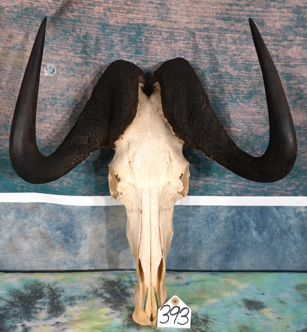 Black Wildebeest Skull Taxidermy (1 of 2)
