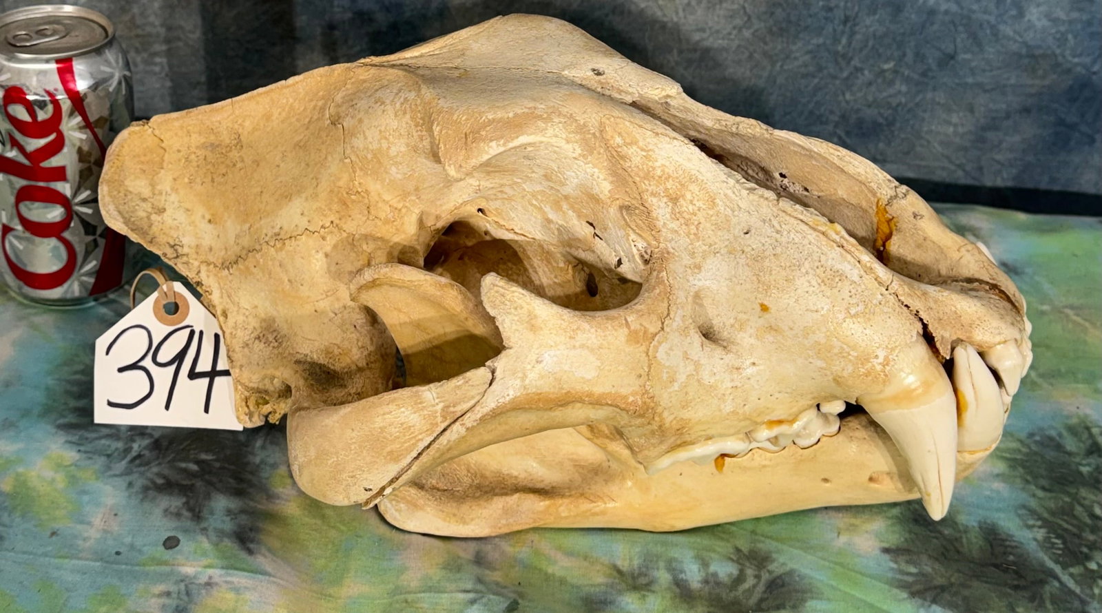 African Lion Skull Taxidermy **TEXAS RESIDENTS ONLY!**: This skull is from a large male. The two nose bridge bones are missing. The rest of the skull is clean and in excellent condition. All of the teeth are present, and in very good condition.
