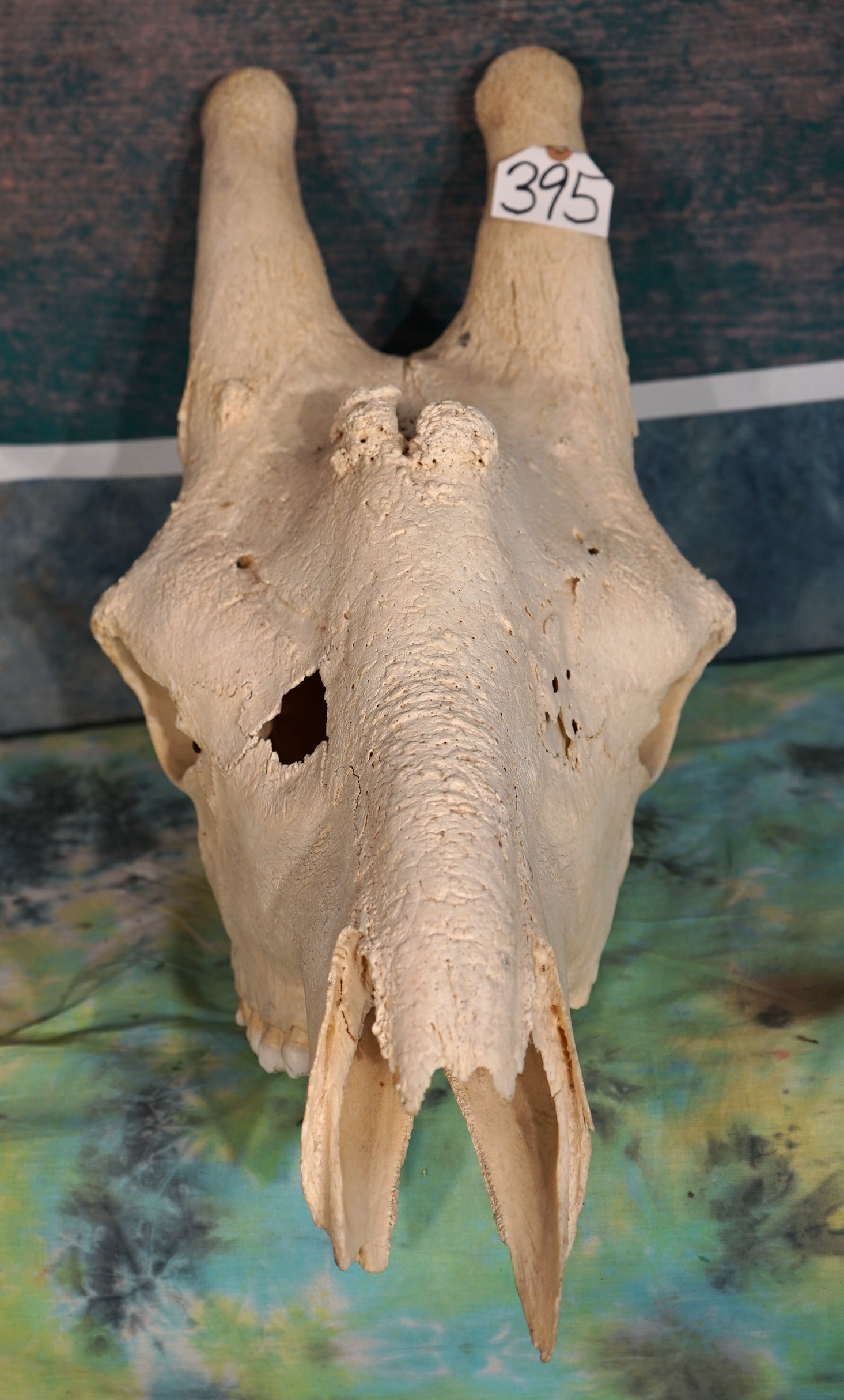 African Giraffe Skull Taxidermy: This skull is from a large Bull. On one side, the row of teeth are missing. Their is a hole on the cheek bone on one side, and the nose piece at the tip is missing.