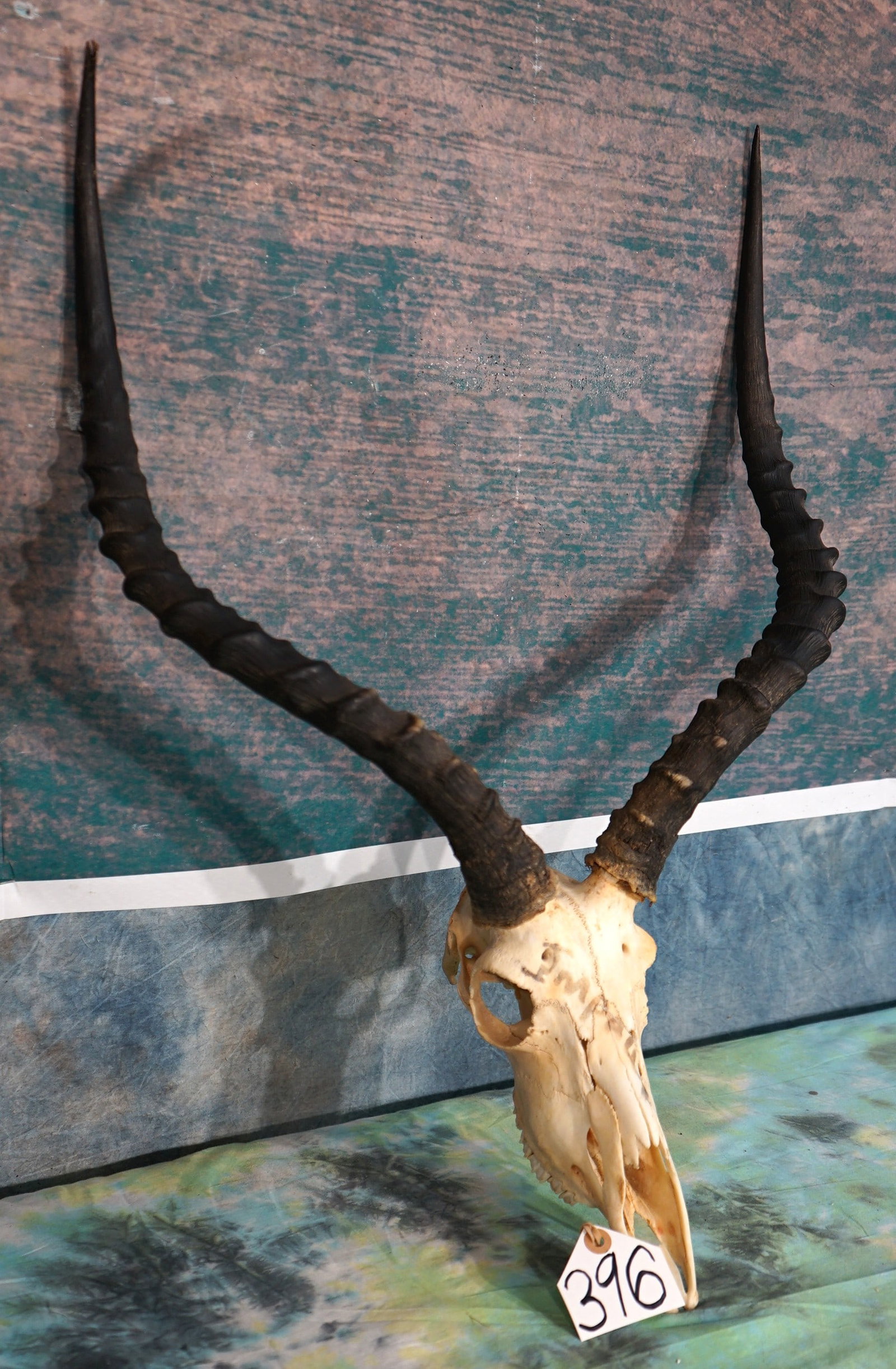 Large Impala Ram Trophy Skull Taxidermy: This skull is clean and in excellent condition. This is a very nice Ram.