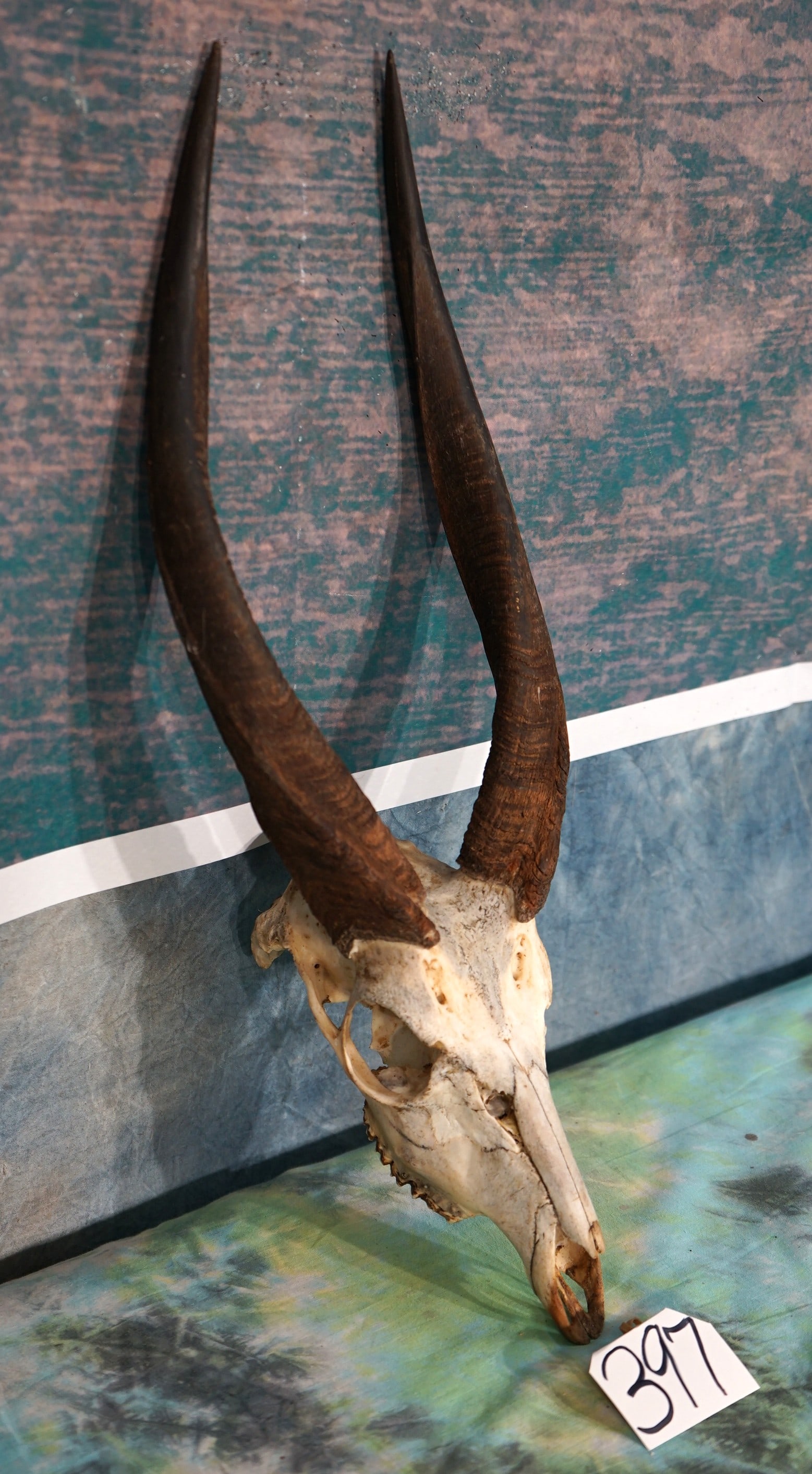Record Book Limpopo Bushbuck Skull Taxidermy (1 of 3)