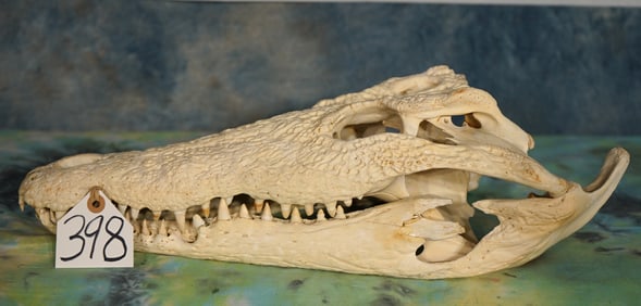 African Crocodile Skull Taxidermy **U.S. Residents Only!**