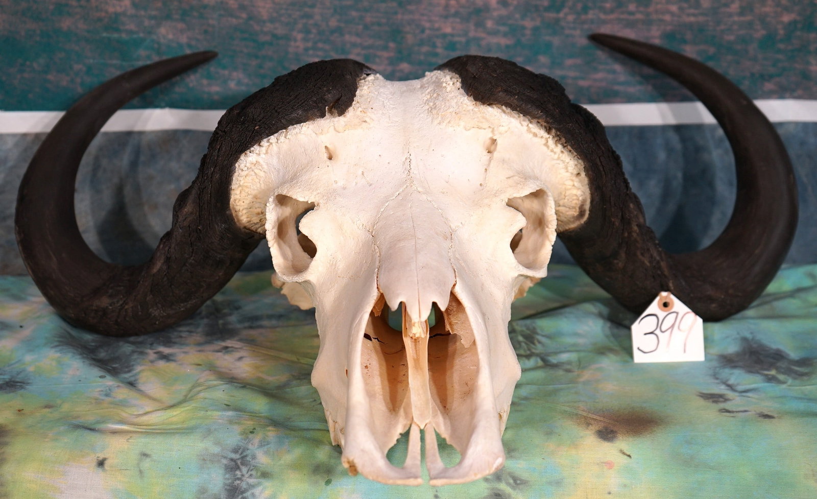 African Buffalo Skull Taxidermy: This skull is clean and in excellent condition. This is a skull from a mature Bull with very nice curls.