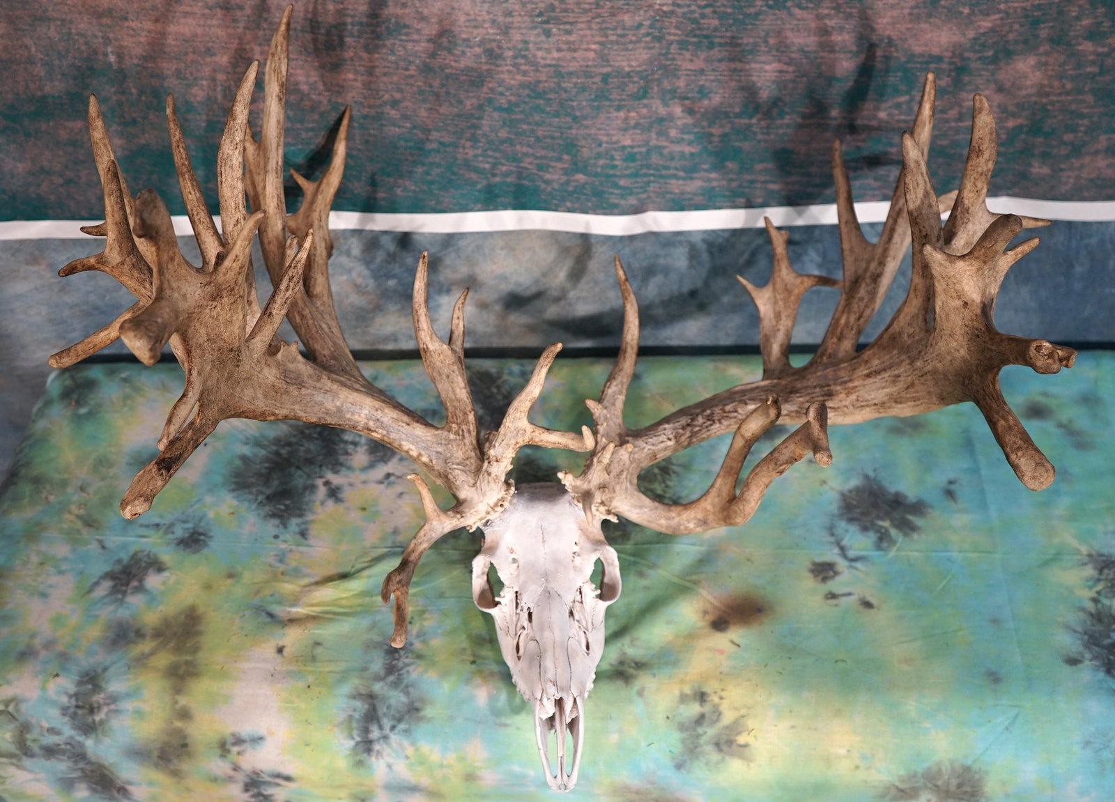 Huge 50pt. 336 5/8"gross Whitetail Deer Skull Taxidermy: This skull is clean and in excellent condition. All the bones and teeth are present. This Giant Buck passed away on a High Fence Hunting Preserve in Ohio. The outside spread is 32" wide. Their are 50 