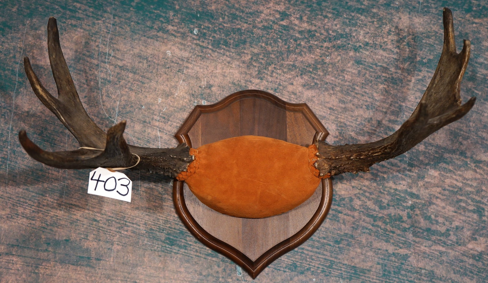 Shiras Moose Antlers on Walnut Panel Taxidermy (1 of 2)