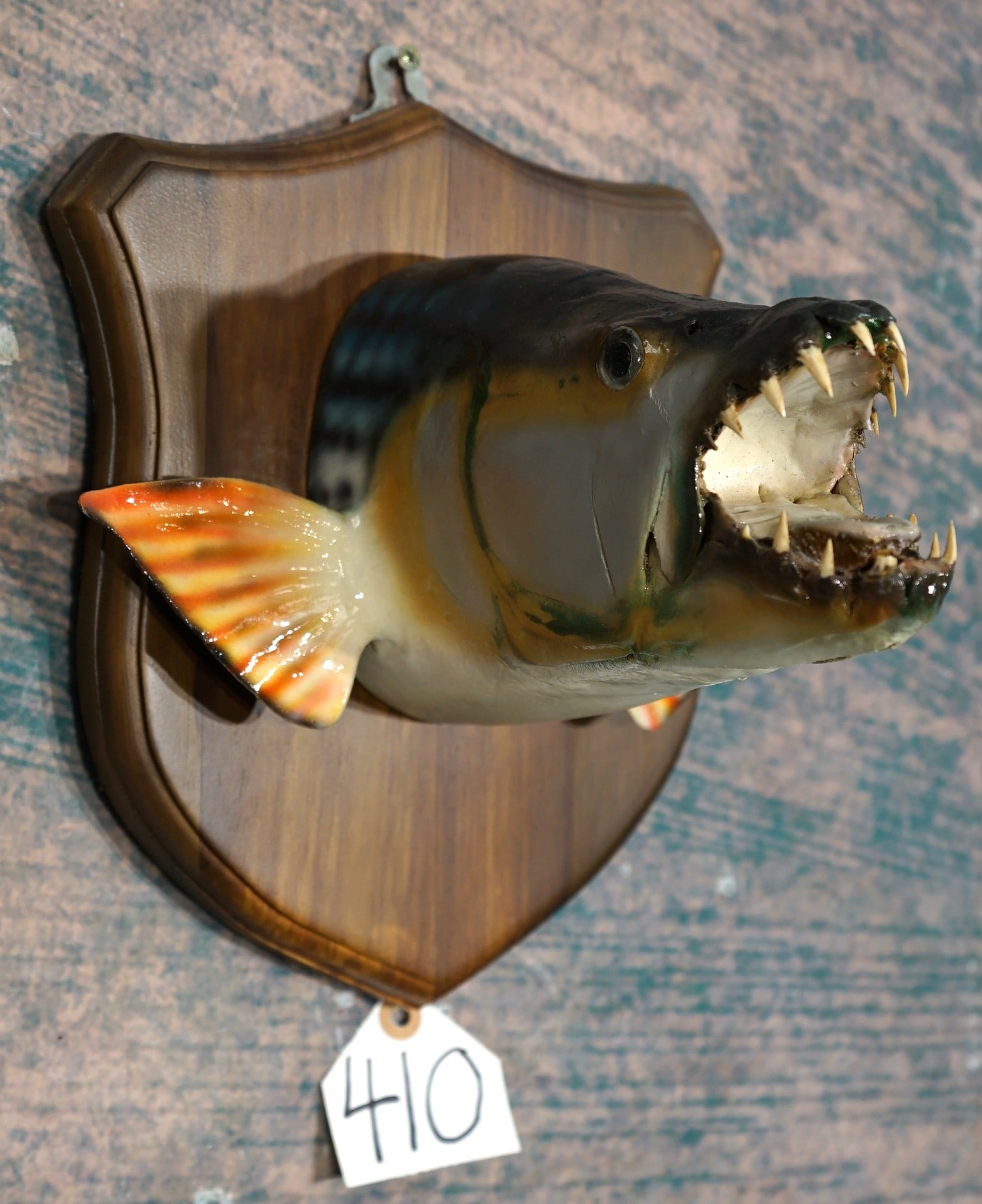 Cool! African Tigerfish Head Mount on Panel Taxidermy: The head is high quality fiberglass reproduction. The Tigerfish lives in the Zambezi River which serves as the border between Zimbabwe and Zambia. This is not the type of Fish to grab by its lip. The 