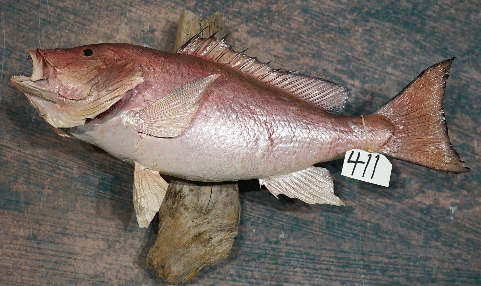 Real Skin 24" Red Snapper Saltwater Taxidermy Fish Mount