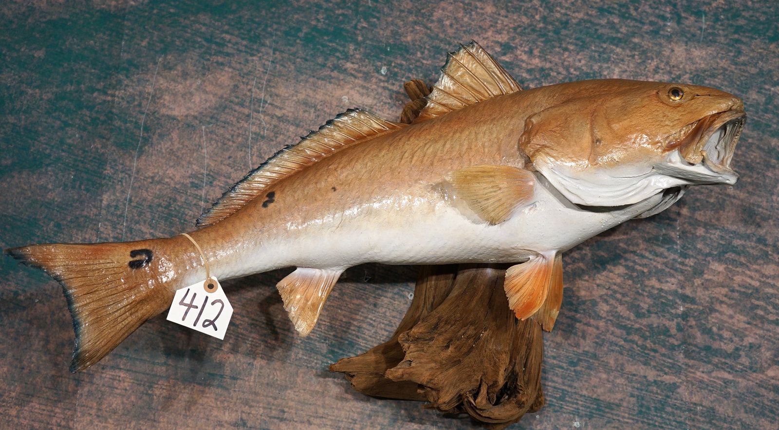 Beautiful 29 1/2" Real Skin Redfish Taxidermy Fish Mount: This mount is in mint condition and very lifelike. The quality of the taxidermy is outstanding, and this mount grades a perfect 10.