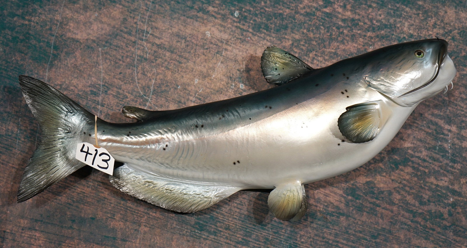 New 26 1/2" Fiberglass Reproduction Channel Catfish Taxidermy Fish Mount: This mount is like new, and in mint condition. The taxidermy quality is outstanding, and this mount is a 10+.