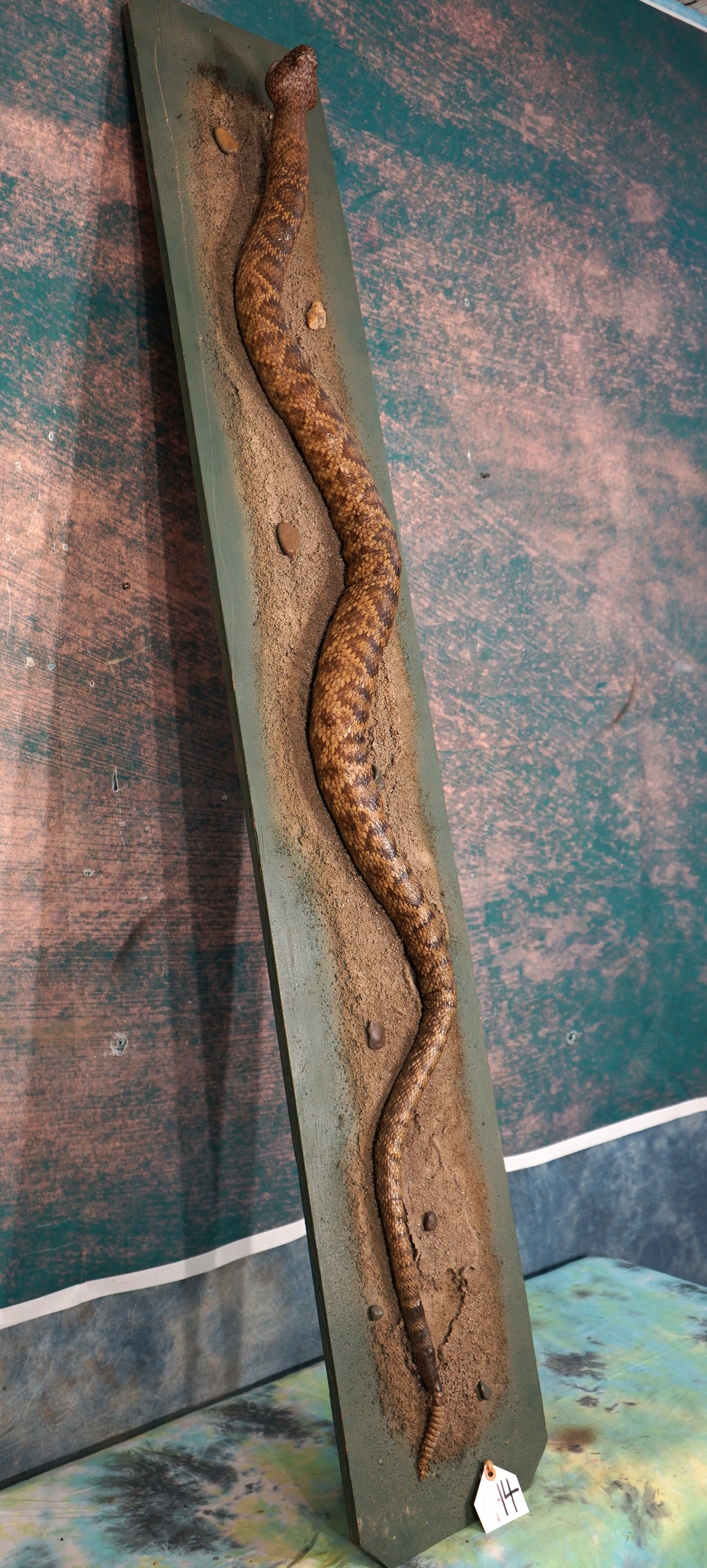 Cool! 6ft. Eastern Diamond Back Rattlesnake on Display Panel Taxidermy Mount (1 of 4)