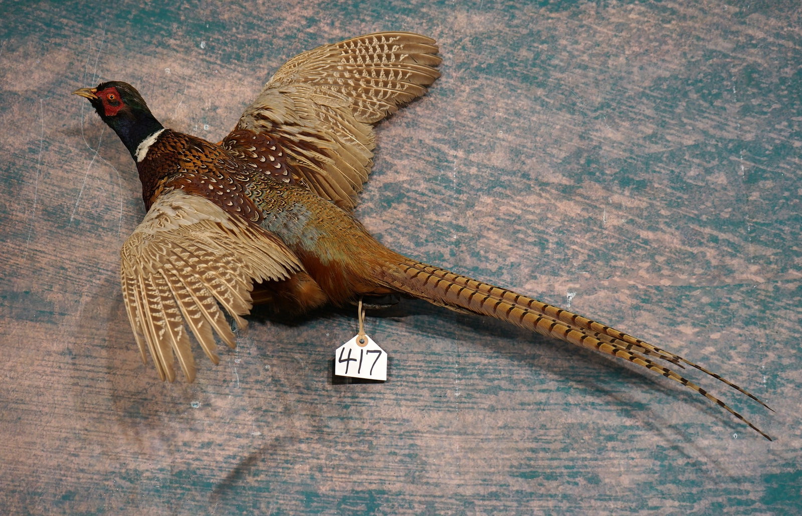 Flying Ringneck Pheasant Rooster Taxidermy Bird Mount: This mount is clean, lifelike, and in excellent condition. The taxidermy quality is very good. This mount grades an 8.5.