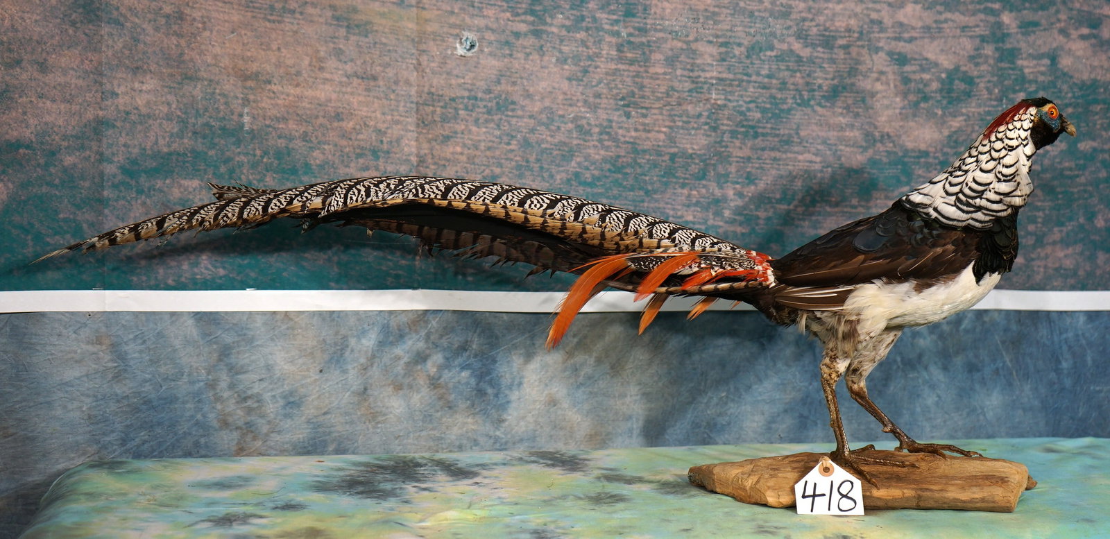 Gorgeous Lady Amherst Standing Pheasant Taxidermy Bird Mount: The Lady Amherst Pheasant is simply one of the most beautiful Birds in the world. This mount is lifelike, clean, and in excellent condition. The quality of the taxidermy is outstanding and this mount 