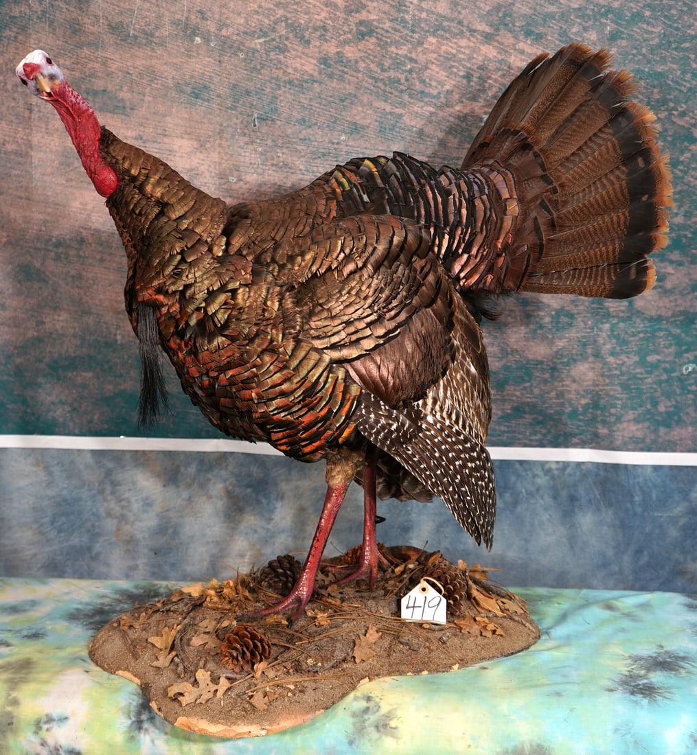 Eastern Wild Turkey Gobbler in Semi- Strut Taxidermy Bird Mount: This mount is clean, lifelike, and in excellent condition. The pose is a curious and natural one. The Turkey is well detailed. This mount is truly outstanding, and it grades a 10.