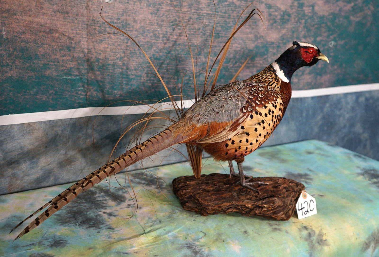 Beautiful Standing Ringneck Pheasant Rooster Taxidermy Bird Mount (1 of 3)