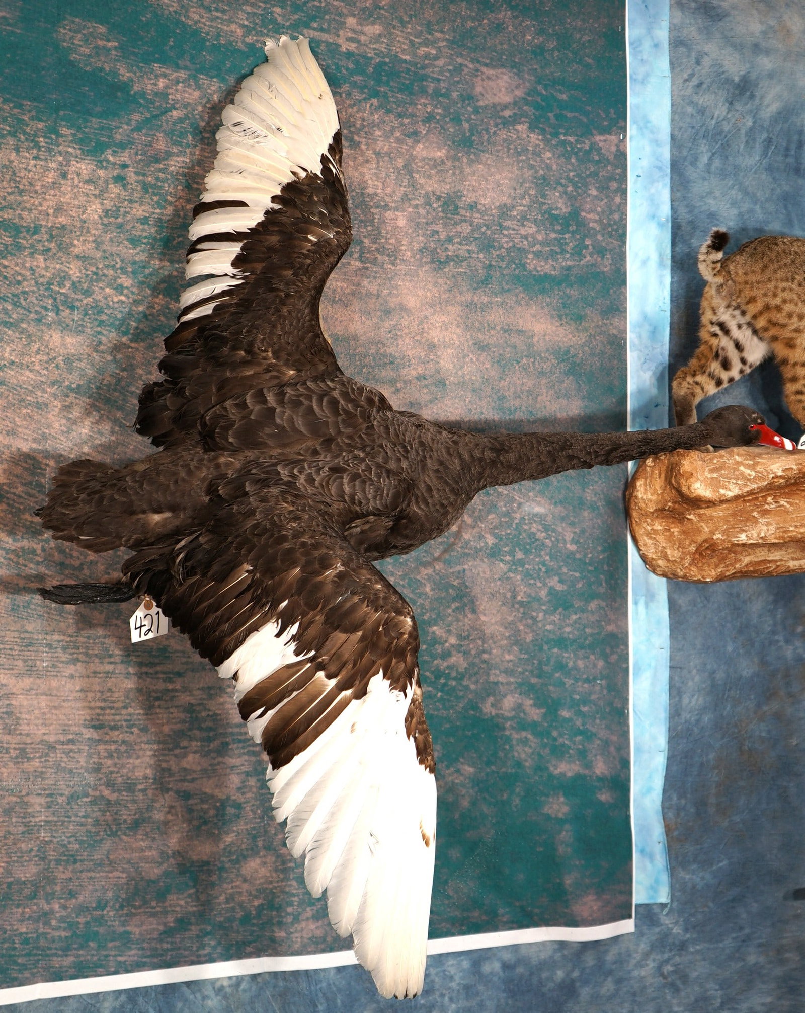 Beautiful Black Swan Flying Taxidermy Bird Mount: This Bird is a difficult one to mount. This Swan is very lifelike, clean, and in excellent condition. The quality of the taxidermy is excellent, and this is a high grade 9.5 mount.
