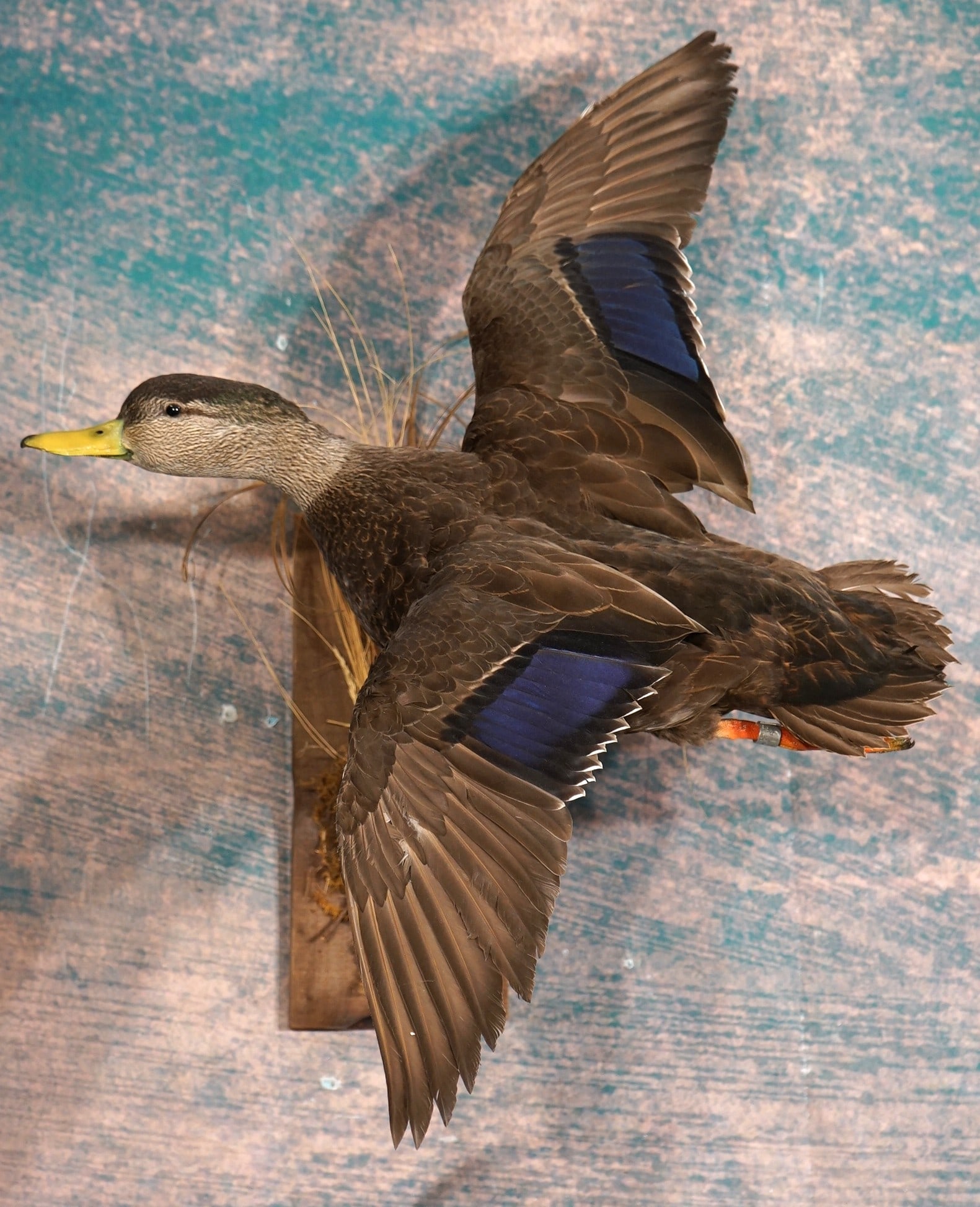 African Duck Flying Taxidermy Bird Mount: This is not a North American migratory bird. The African Black Duck lives in Eastern, and Southern Africa. This mount is very life-like, clean, and in mint-like condition. The taxidermy quality grades