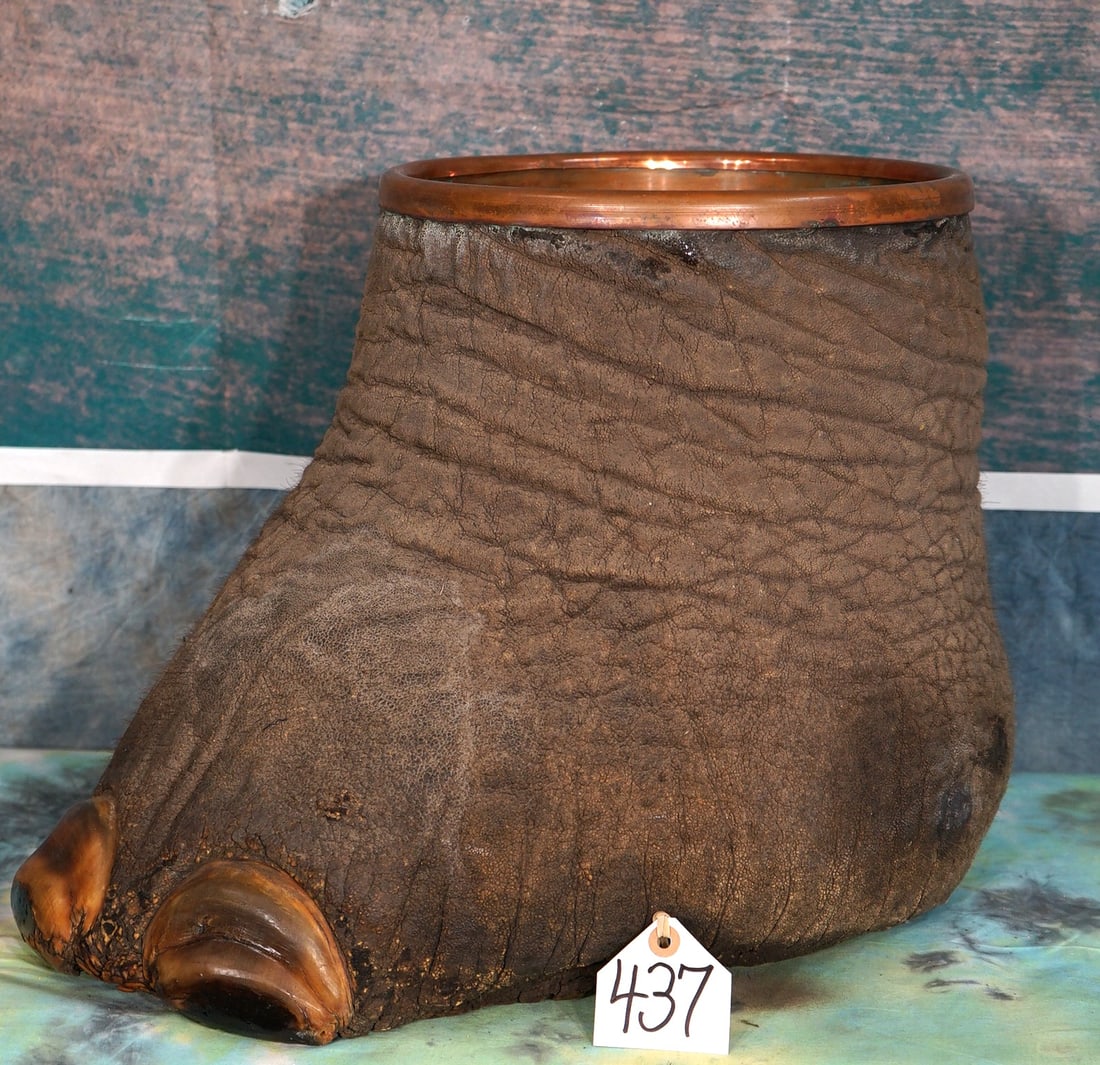 Large African Bull Elephant Foot Trashcan Taxidermy **U.S. Residents Only!**: This is the front foot from a large Trophy Bull Elephant. The Copper lining is removable.