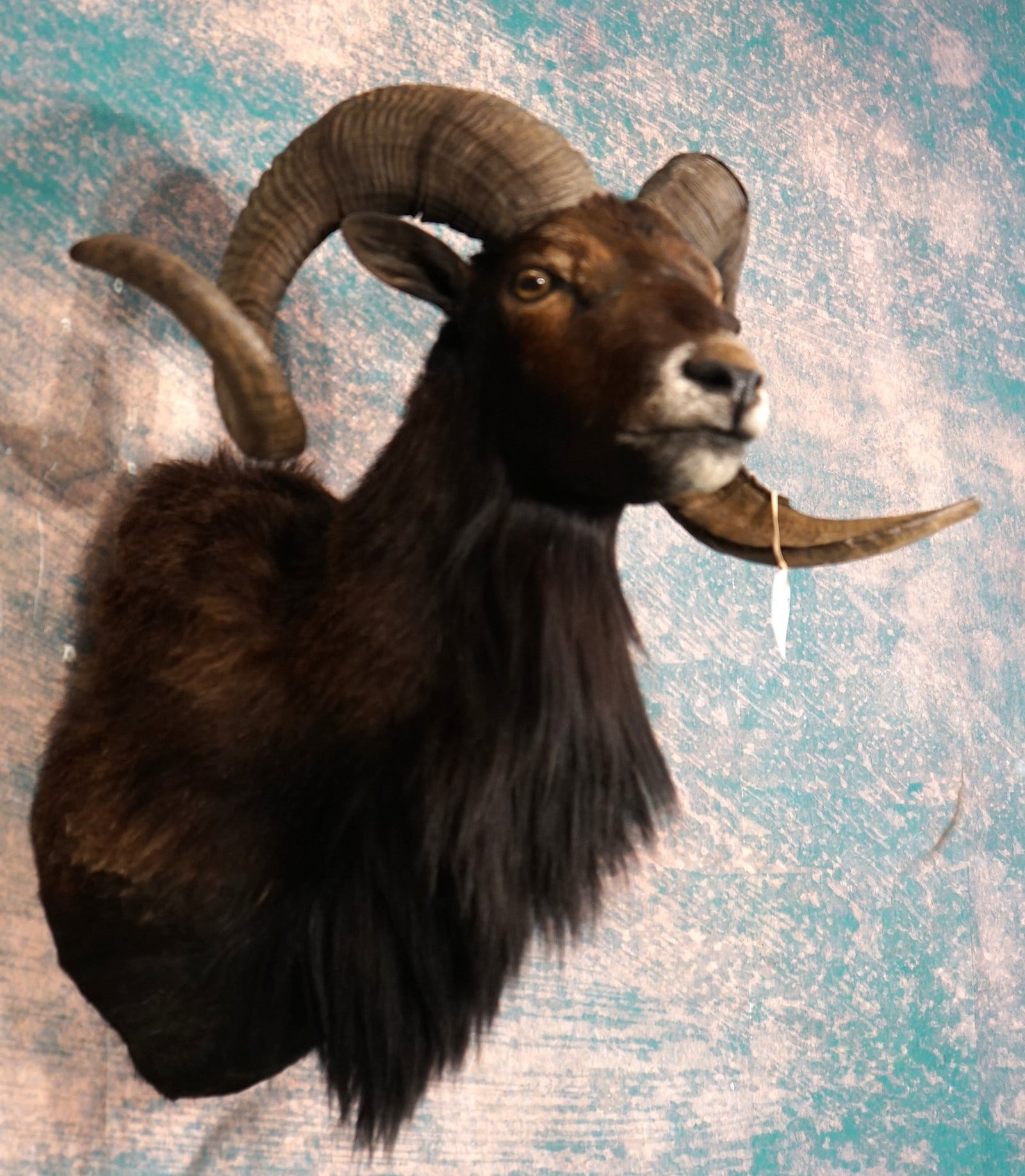 Black Hawaiian Sheep Shoulder Taxidermy Ram Mount (1 of 3)