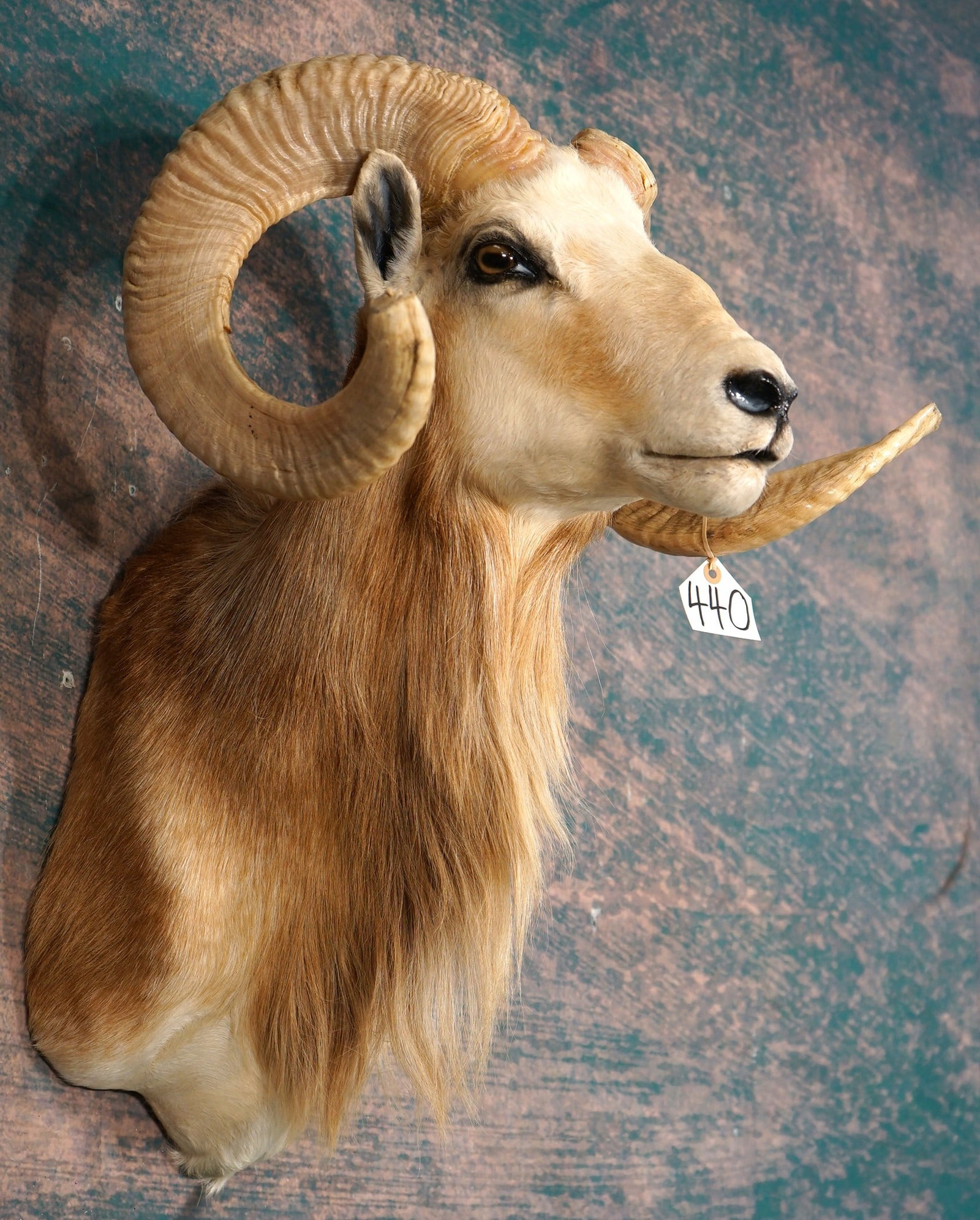 Texas Dall Sheep Shoulder Taxidermy Ram Mount: This mount is very lifelike, clean, and in excellent condition. This Ram has good size horns, and a really pretty cape with a little cinnamon color in it. The taxidermy quality is very good, and this