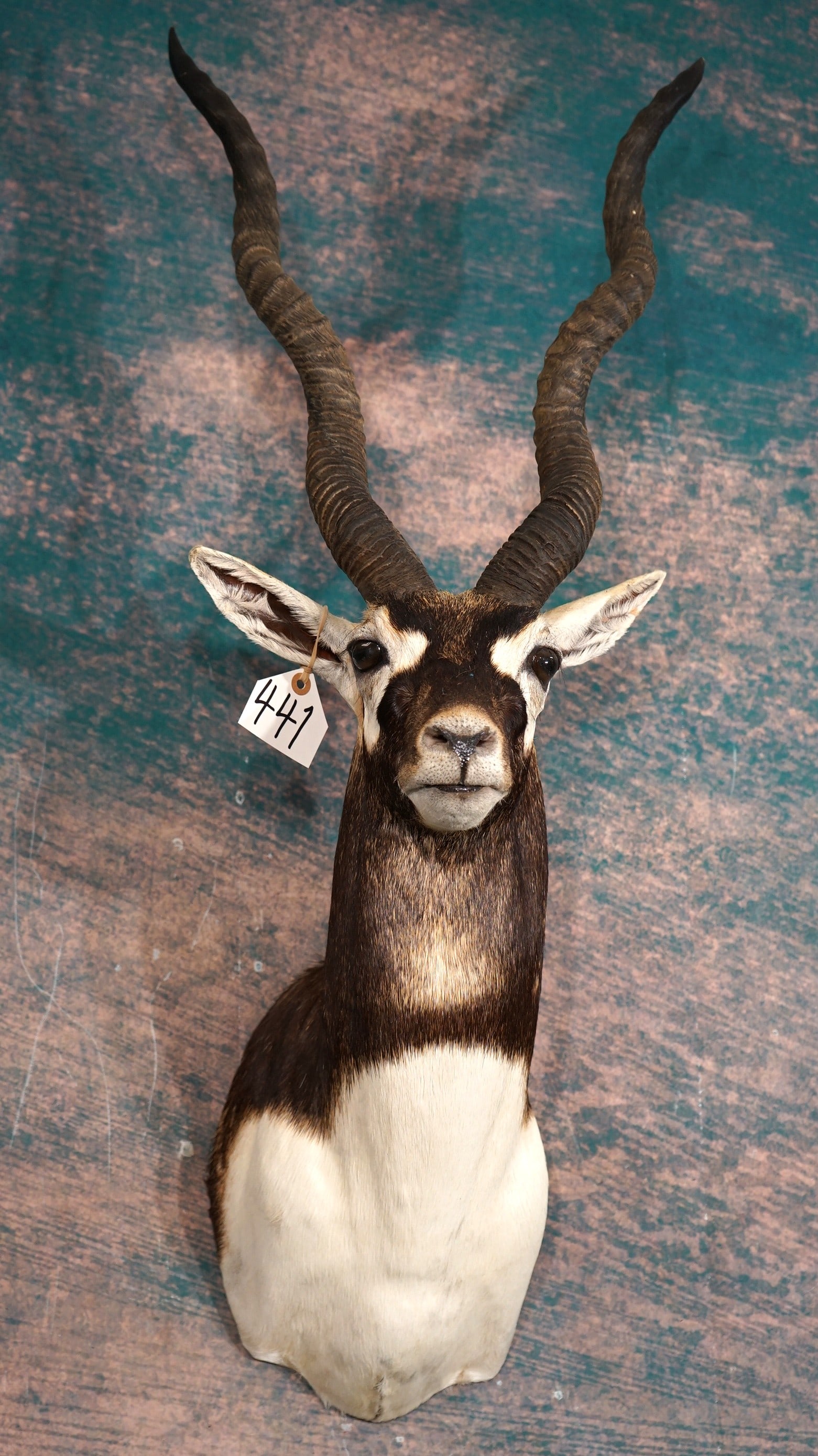 Beautiful Blackbuck Antelope Shoulder Taxidermy Mount: This Blackbuck is very lifelike, clean, and in mint-like condition. The mount has very good detail, and expression. The taxidermy quality is outstanding, and this mount grades a solid 10.