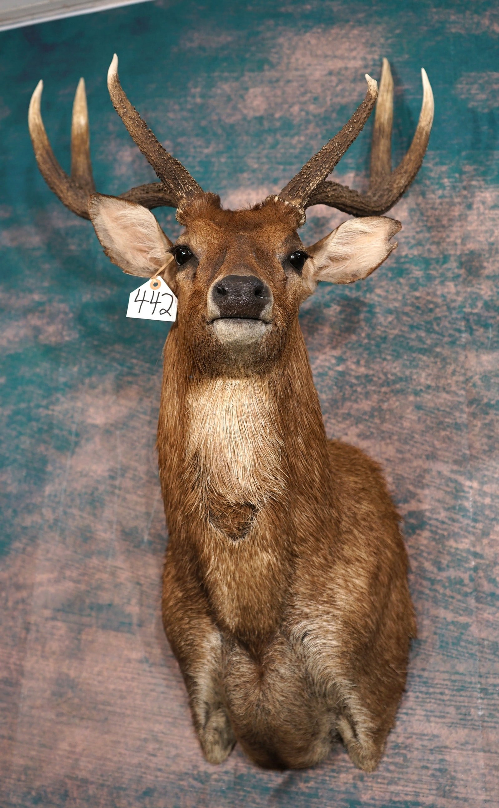 Moluccan Rusa Deer Shoulder Quality Taxidermy Mount: This mount is very lifelike, clean, and in mint-like condition. This is a Record Class Trophy with good detail, and expression. The quality of the taxidermy is outstanding and this mount grades a