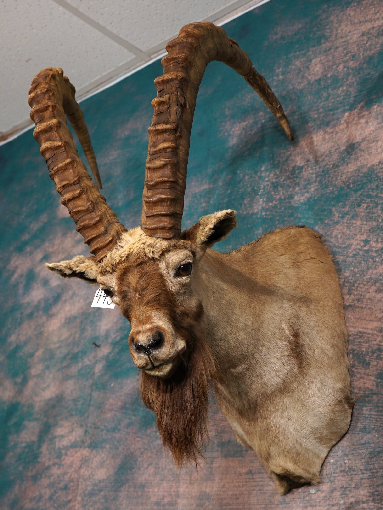 Awesome Record Class Siberian Ibex Shoulder Trophy Taxidermy Mount: This mount is very lifelike, clean, and in excellent condition. This is a Record Class trophy with Horns over 40" inches long. The taxidermy quality is excellent, and this Ibex grades a high 9.75.