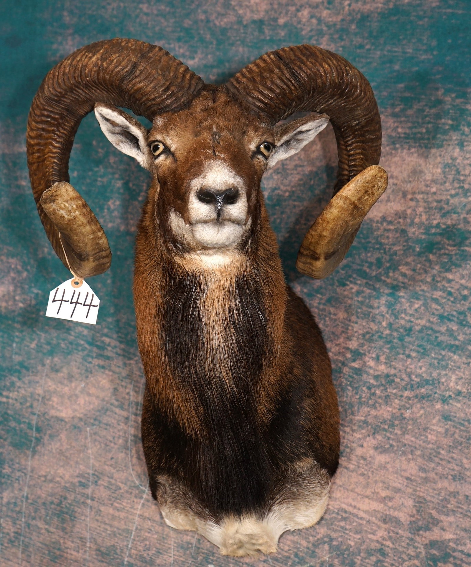 Record Class European Mouflon Sheep Shoulder Taxidermy Ram Mount: This is a Gold Medal Trophy Ram. The mount is very lifelike, clean, and in mint-like condition. This Ram has a beautiful cape, and a very nice beard. The quality of the taxidermy is outstanding, gradi