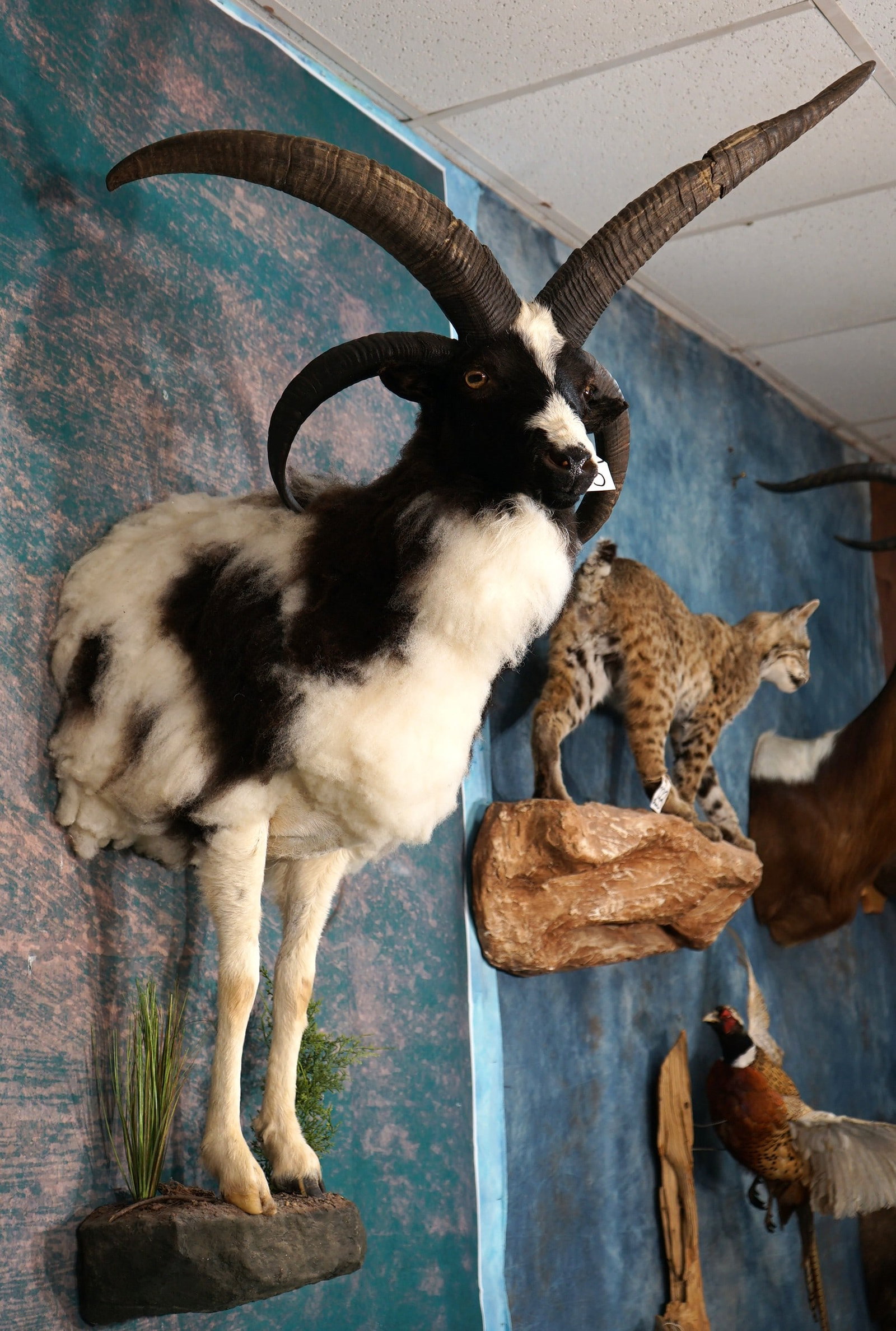 Beautiful Half Body Asian Four Horned Sheep Trophy Taxidermy Ram Mount: The Asian Four Horned Sheep is also called "Jacob's Sheep"; and it is the first type of all breeds of Sheep. This mount is very lifelike, clean, and in mint-like condition. The taxidermy quality is