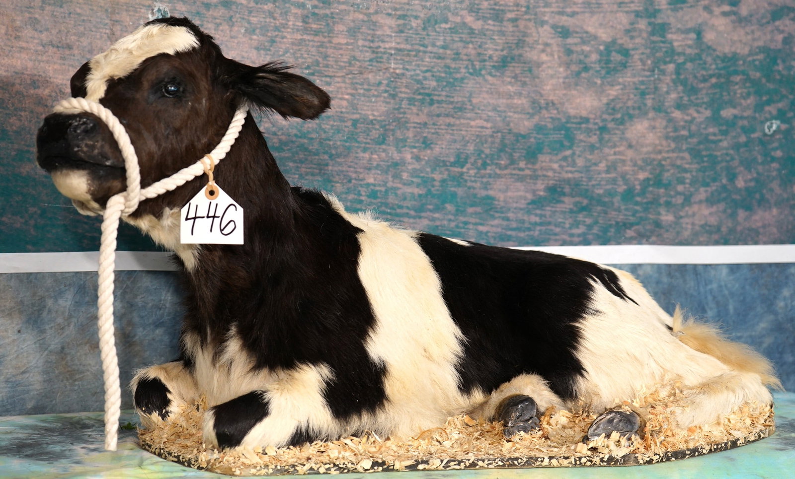 Beautiful New Born Holstein Friesian Calf Full Body Taxidermy Mount: This mount is very lifelike, clean, and in excellent condition. The mount is lightweight, and on a nice base. The taxidermy quality grades a very nice 8.5.