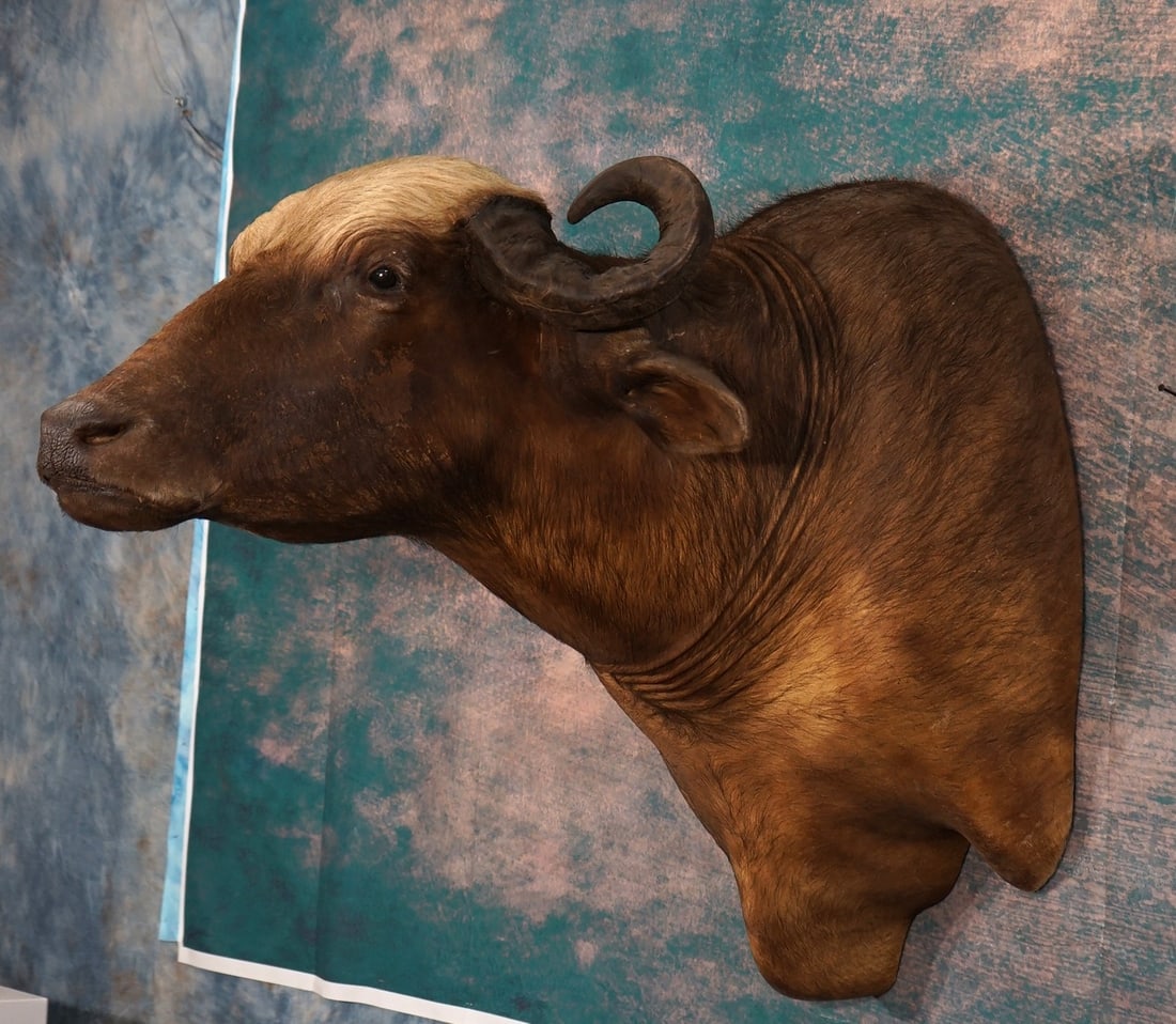 South American Water Buffalo Shoulder Taxidermy Mount (1 of 3)