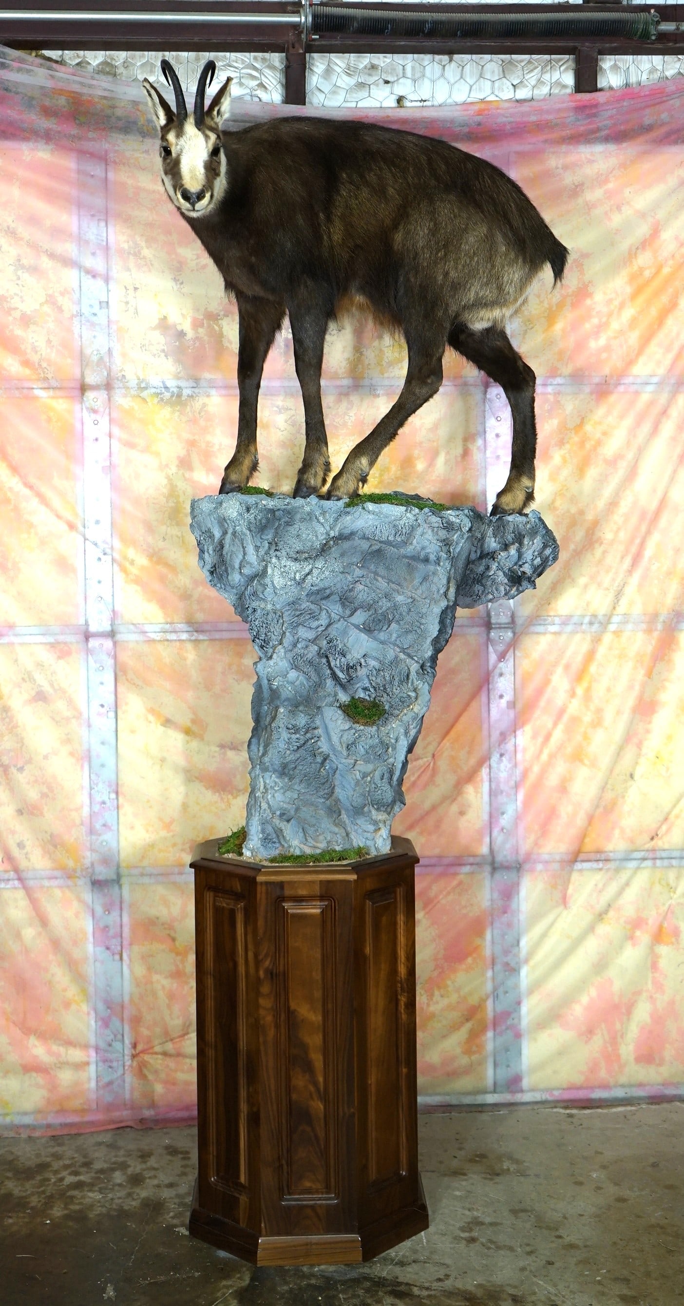 Beautiful Alpine Chamois Full Body Taxidermy Mount on Natural Habitat Base: This mount is clean, lifelike, and in mint-like condition. The habitat base is outstanding. The mount has great detail and very good expression. The taxidermy quality is outstanding, and this mount