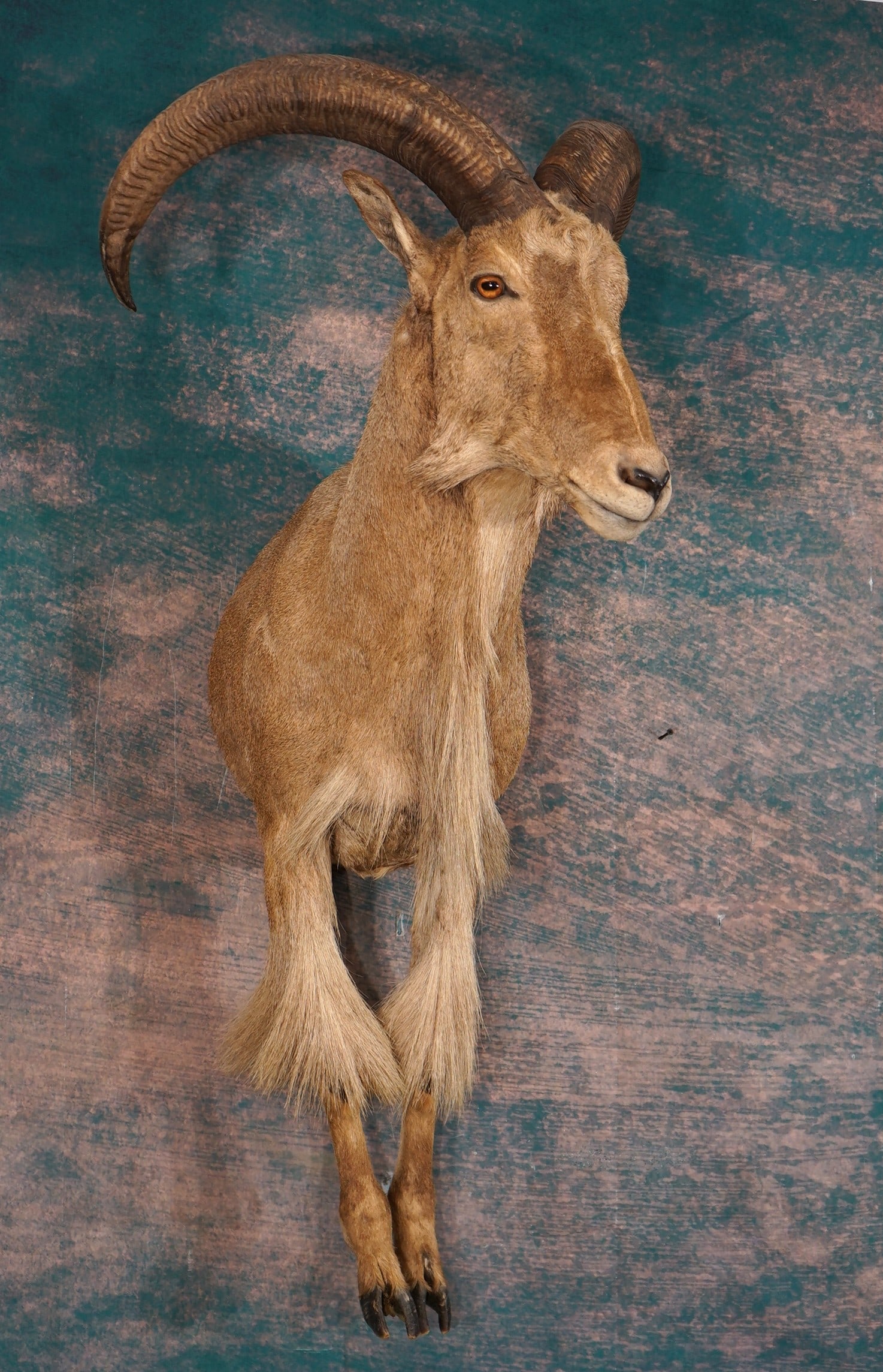 Very Nice Half Body Aoudad Sheep Taxidermy Ram Mount (1 of 3)