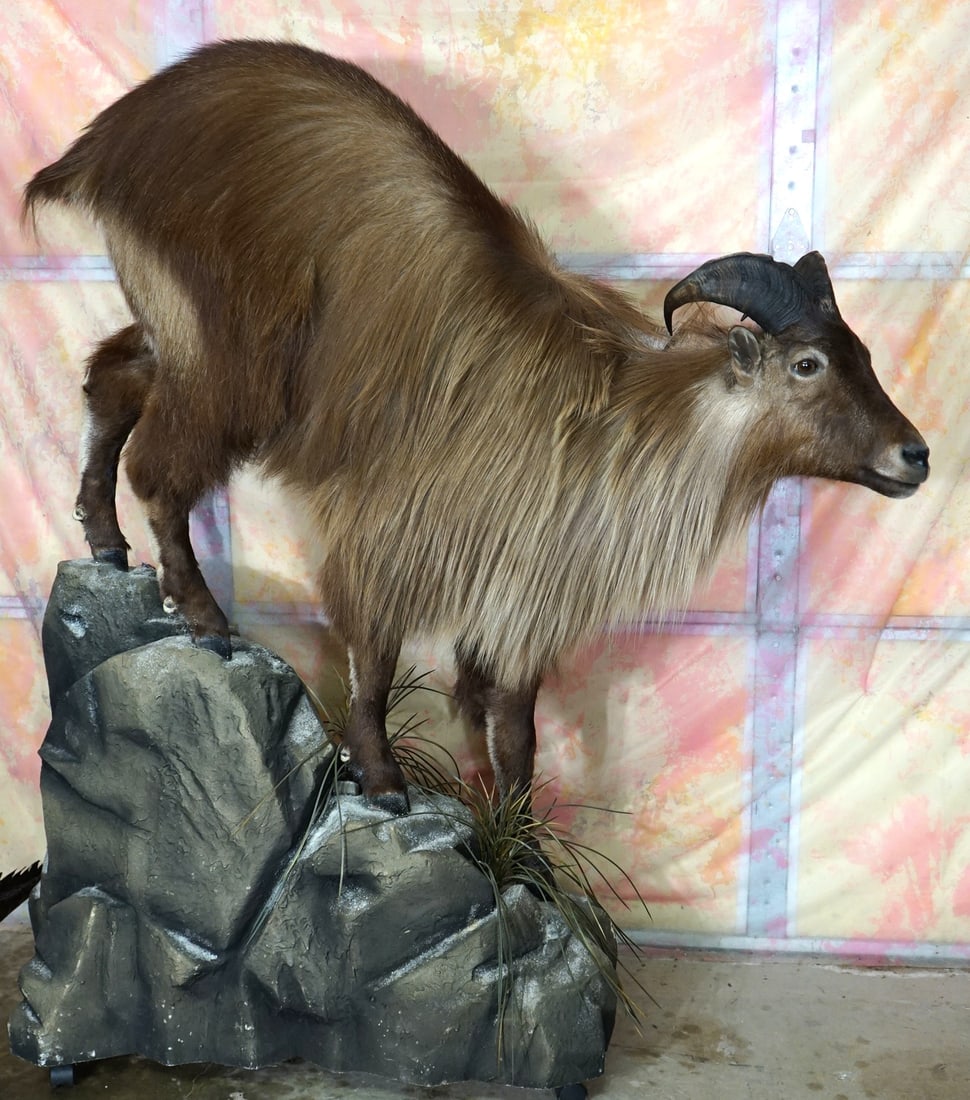 Gorgeous Himalayan Bull Tahr Full Body Taxidermy Mount in Natural Habitat: This mount is very lifelike, clean, and in mint condition. This mount has excellent detail, with very good expression. The quality of the taxidermy is outstanding, and this mount grades a solid 10.