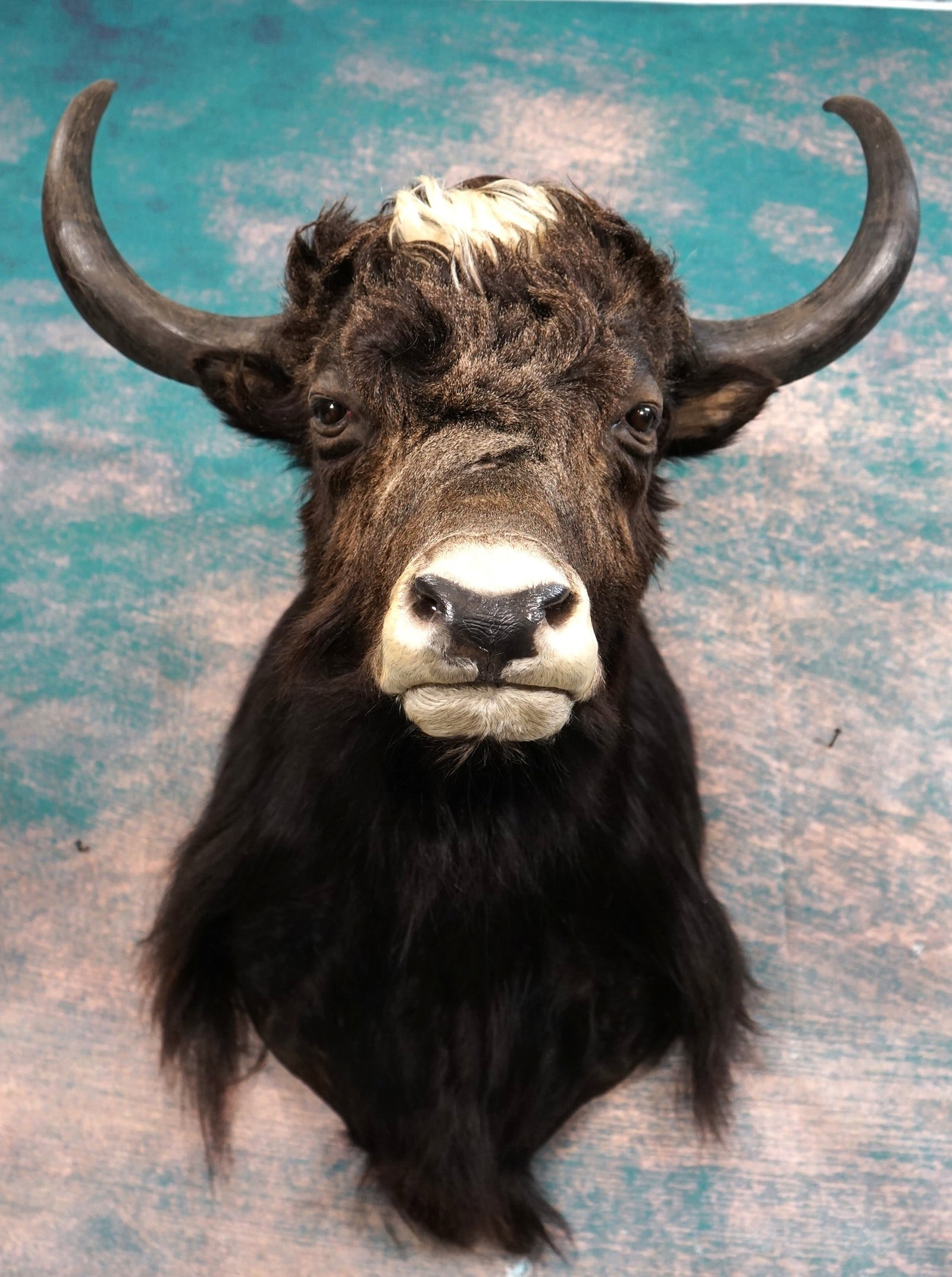 Asian Yak Shoulder Quality Taxidermy Mount: This mount is very lifelike, clean, and in mint-like condition. This Yak has a beautiful cape. The mount shows good expression and good detail. The quality of the taxidermy is outstanding, and this