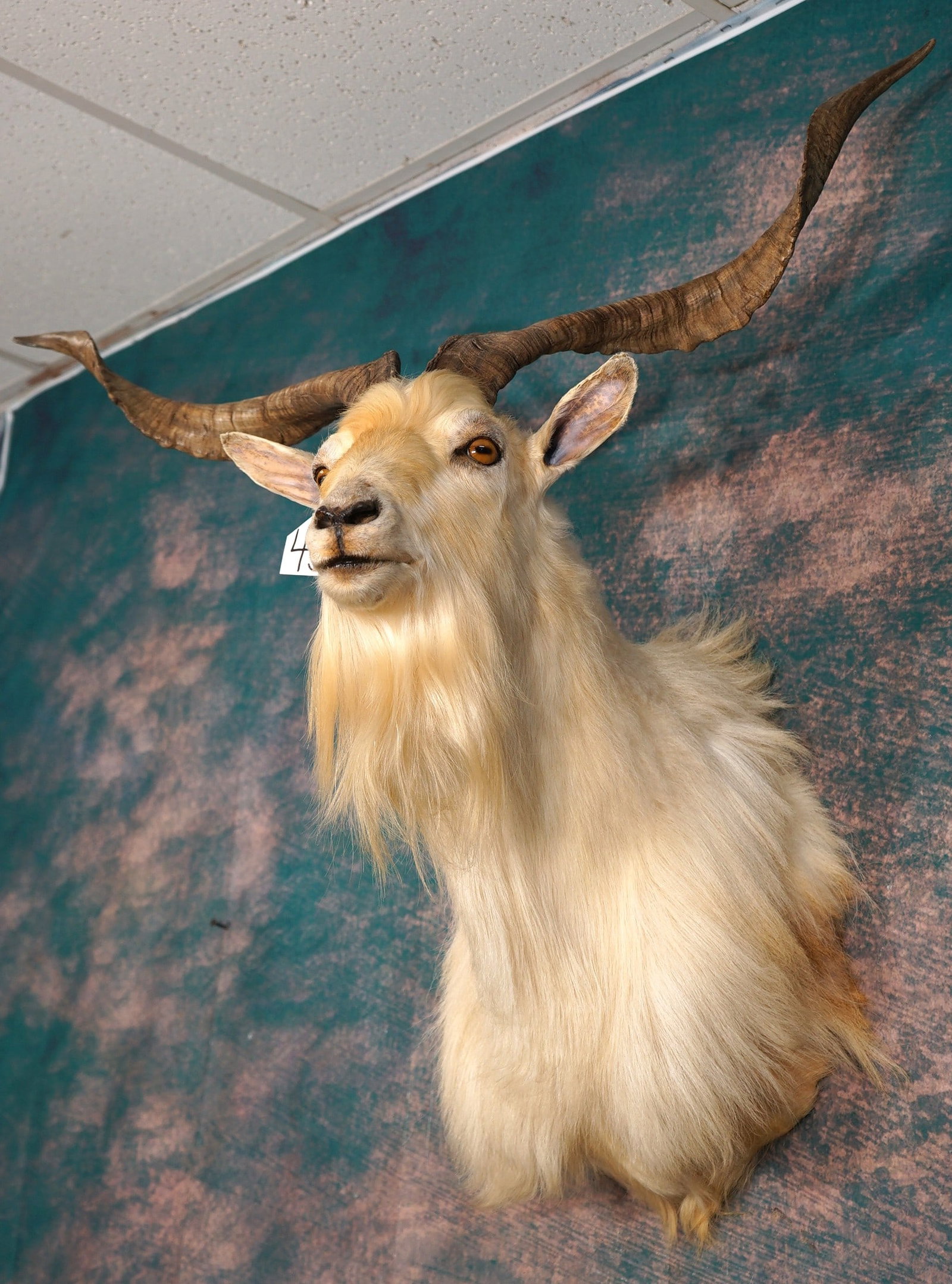 Very Pretty Catalina Goat Shoulder Taxidermy Mount (1 of 3)
