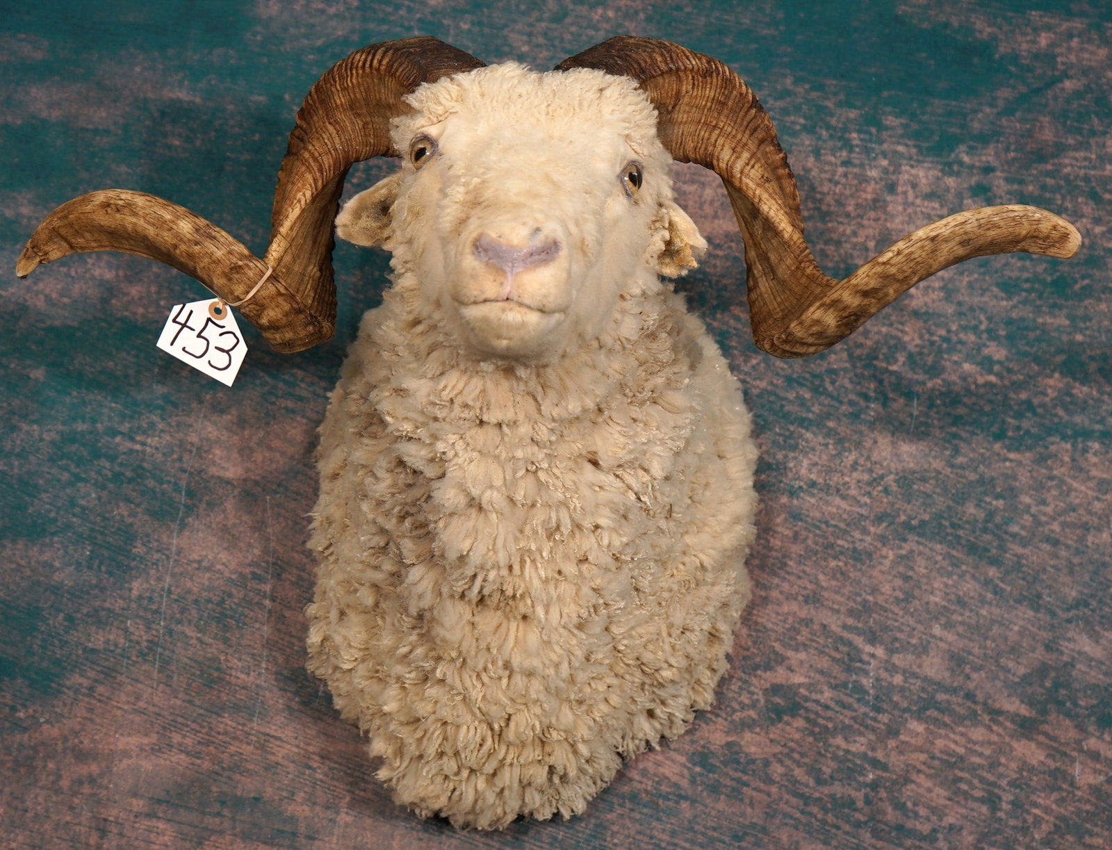 Big Merino Sheep Shoulder Taxidermy Ram Mount: This mount is clean and in very good condition. The Ram has a good set of horns. The quality of the taxidermy grades a 7.75.
