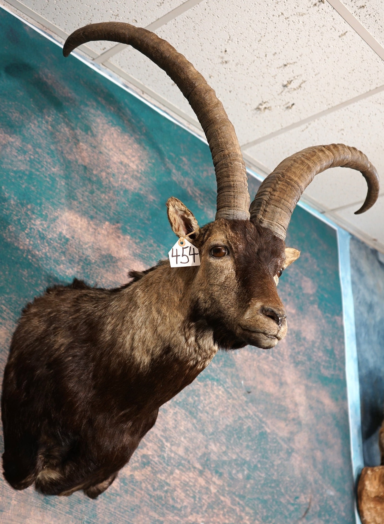 Beautiful Beceite Ibex Shoulder Quality Taxidermy Mount: This mount is very lifelike, clean, and in mint-like condition. The mount has very good detail, and expression. The taxidermy is outstanding, and this is an easy grade 10 mount.