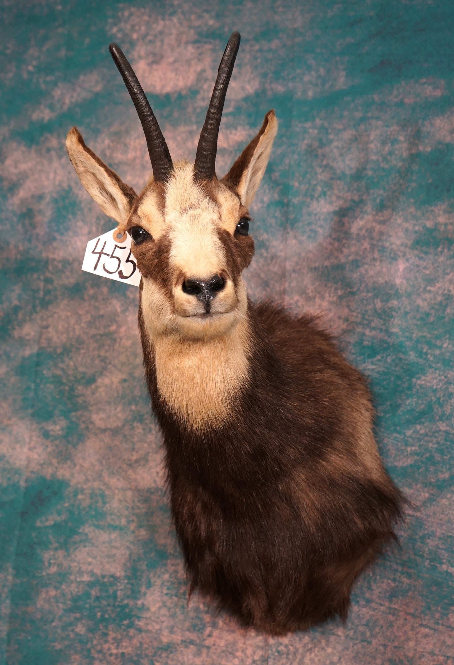 Record Book Alpine Chamois Shoulder Quality Taxidermy Mount: This mount is very lifelike, clean, and in mint condition. This is an outstanding mount and it grade a solid 10 in quality.